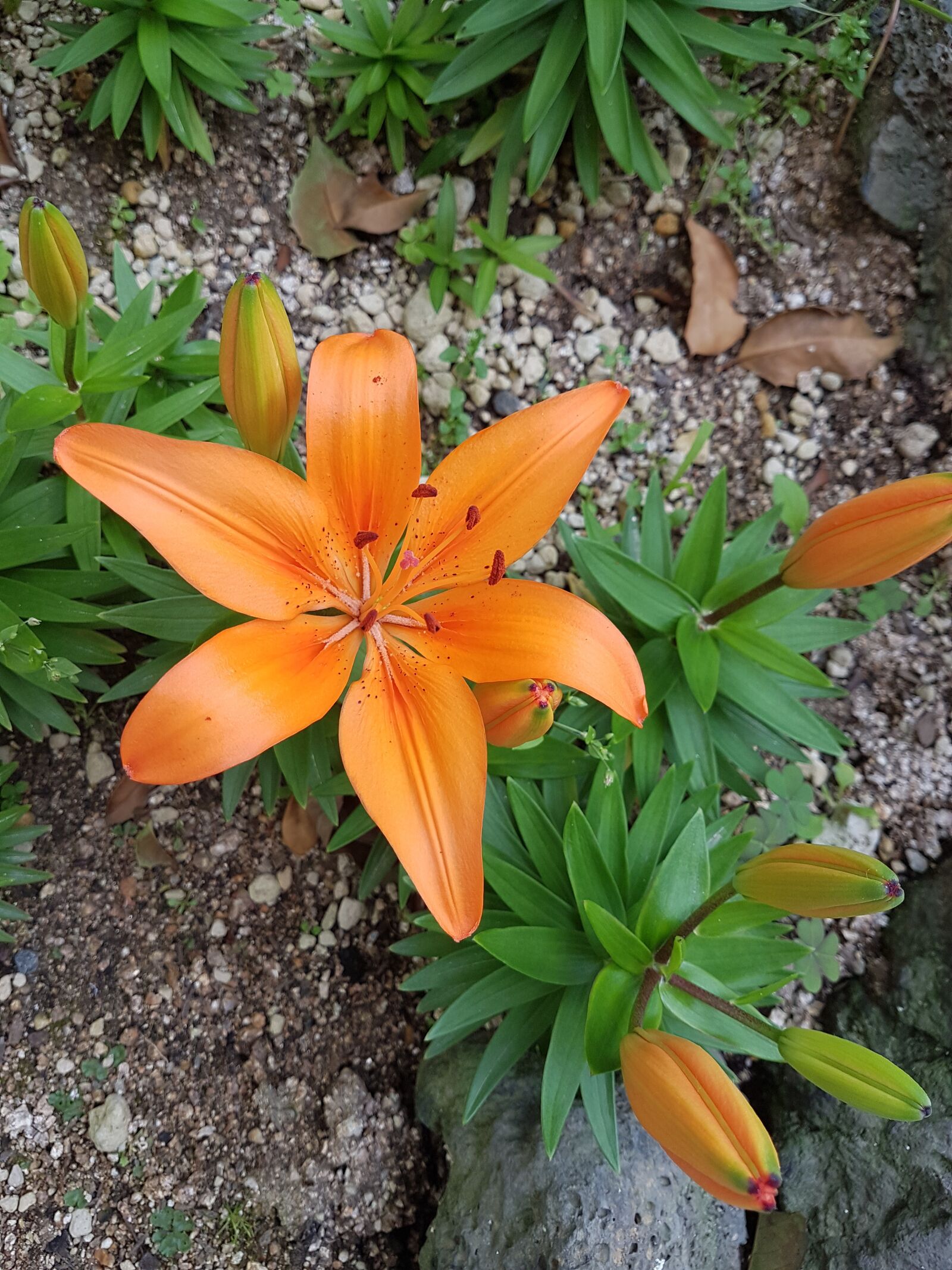 Samsung Galaxy S7 sample photo. 나리, 꽃, 식물 photography