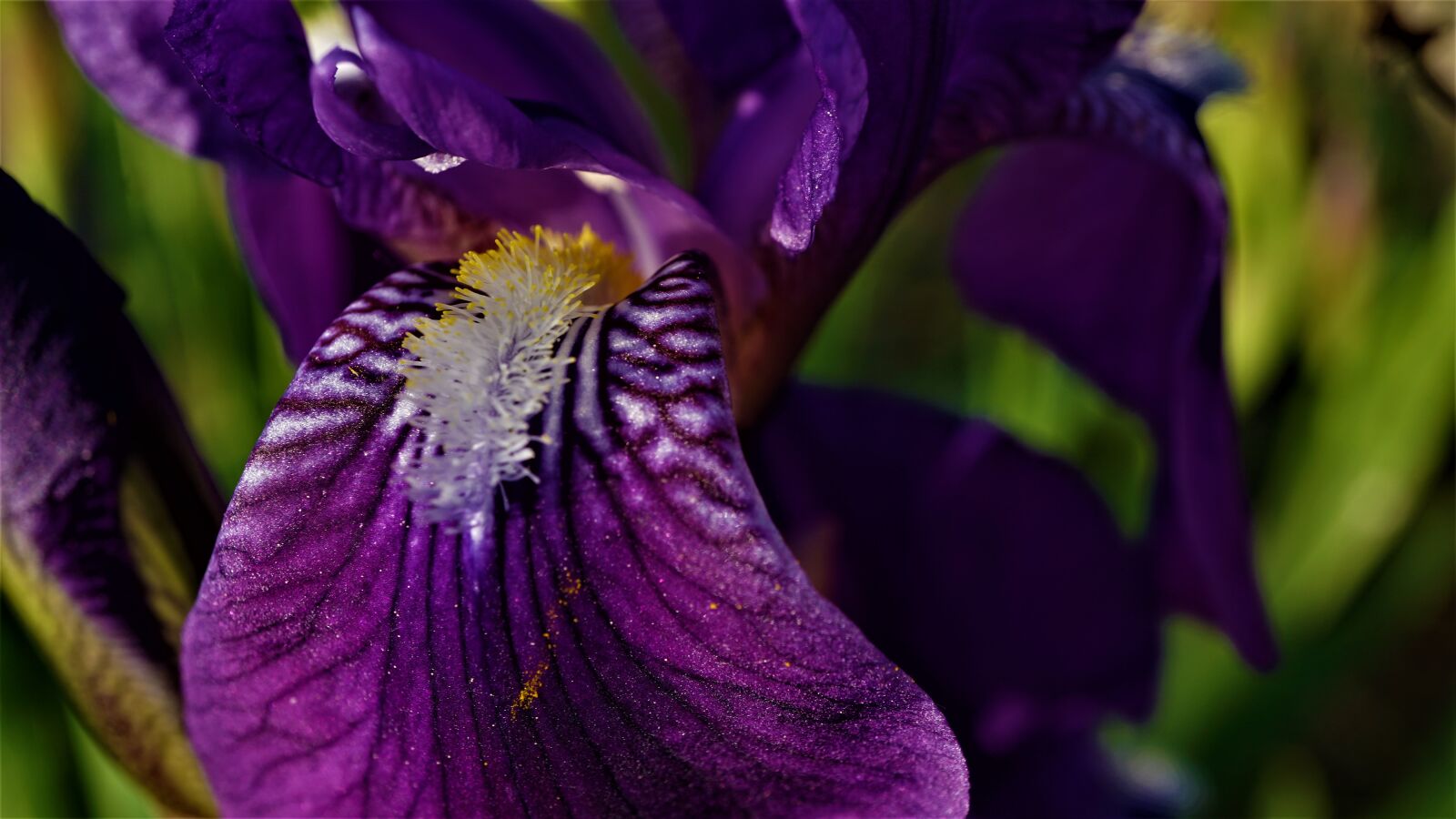 Sony a6000 sample photo. Iris, purple flower, refreshing photography