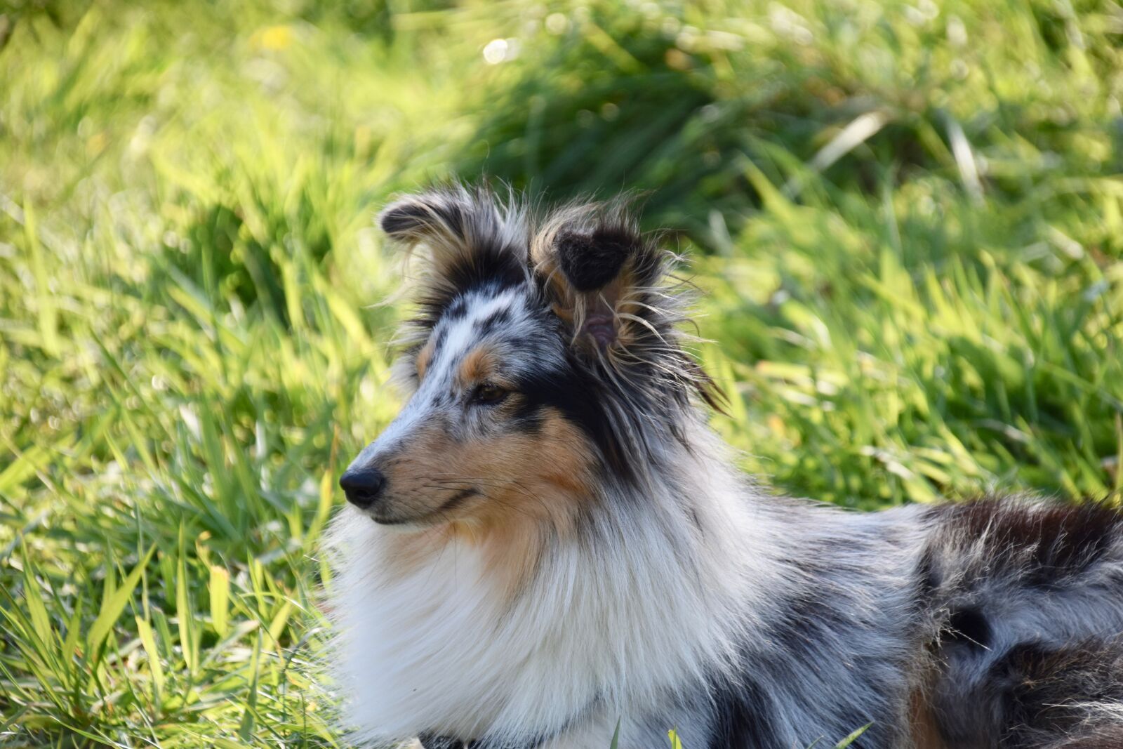 Nikon D5600 sample photo. Dog, bitch, portrait of photography