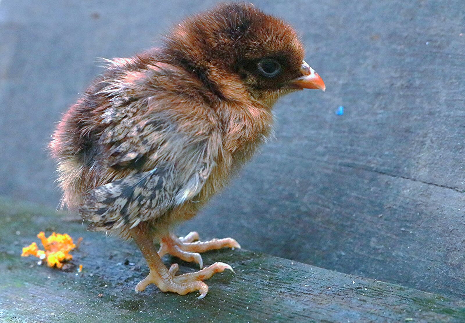 Canon EOS 750D (EOS Rebel T6i / EOS Kiss X8i) sample photo. The chicks, chicken, brown photography