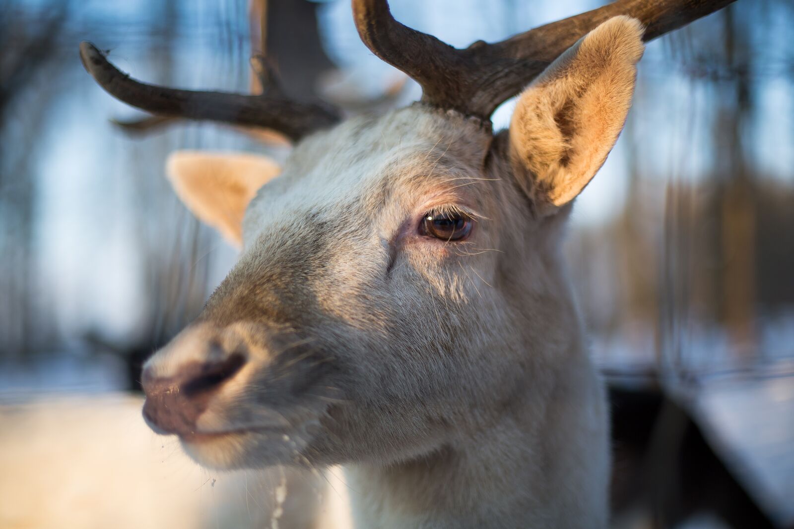 Canon EF 50mm F1.4 USM sample photo. Hirsch, christmas, animal photography