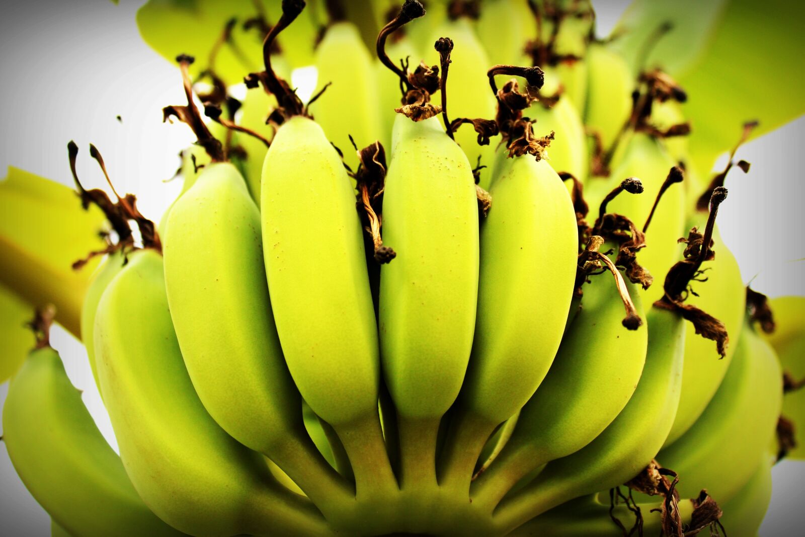 Canon EOS 650D (EOS Rebel T4i / EOS Kiss X6i) sample photo. Banana, tree, green photography