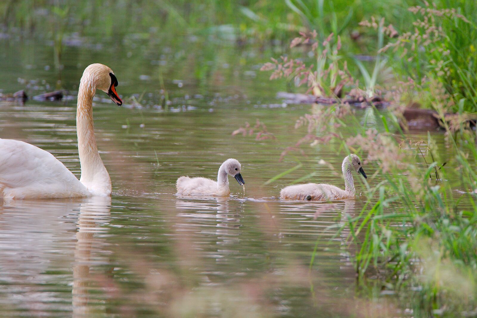 Canon EOS 6D sample photo. Bird, nature, feather photography