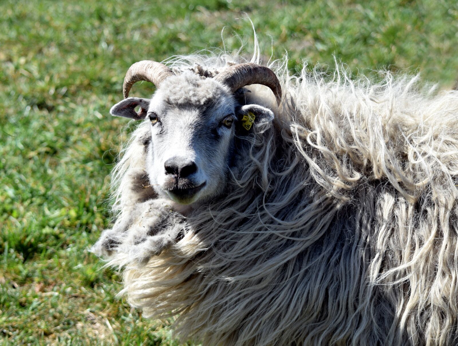 Nikon D5300 sample photo. Sheep, bock, white photography