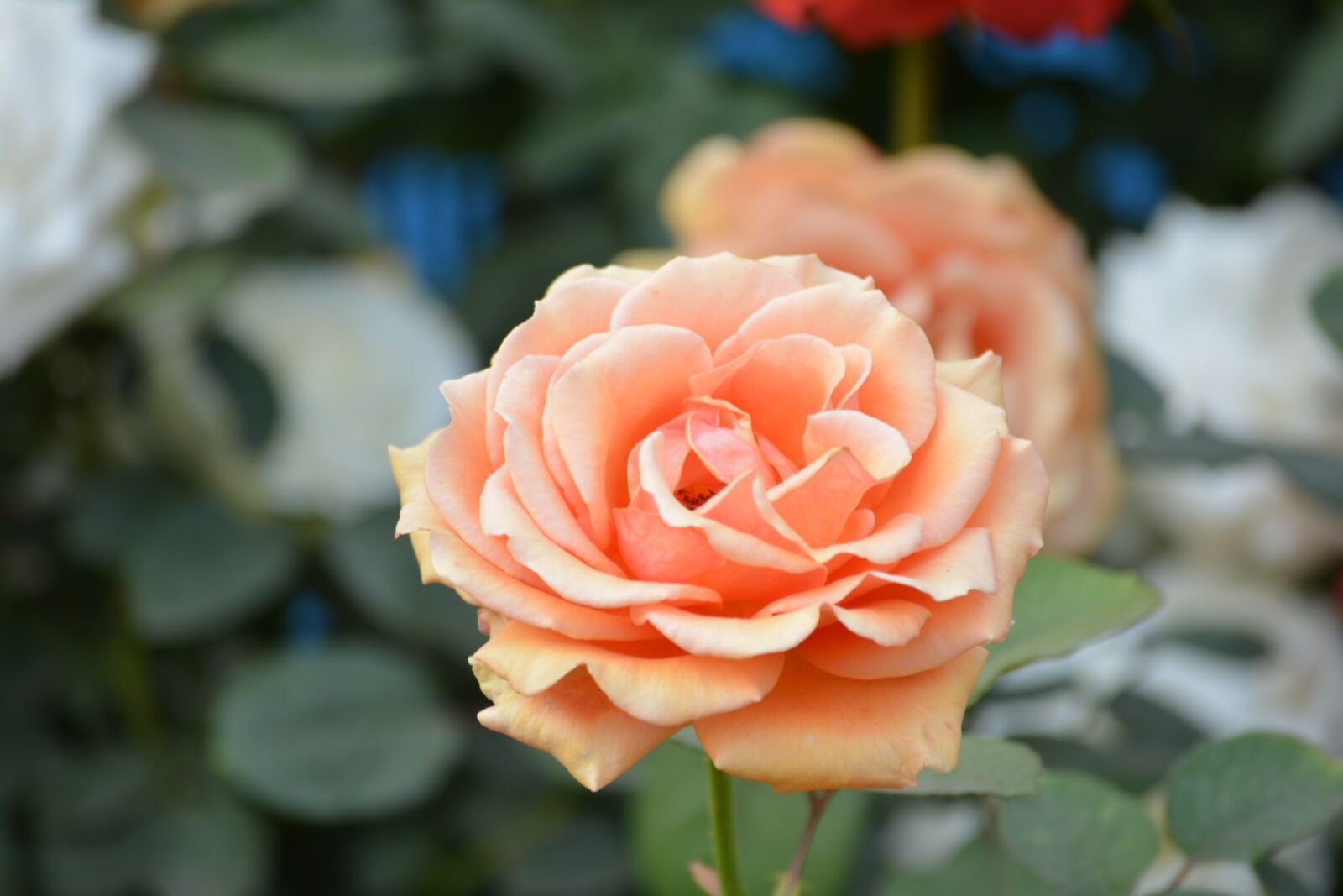 Nikon D5200 sample photo. Rose, flower, nature photography