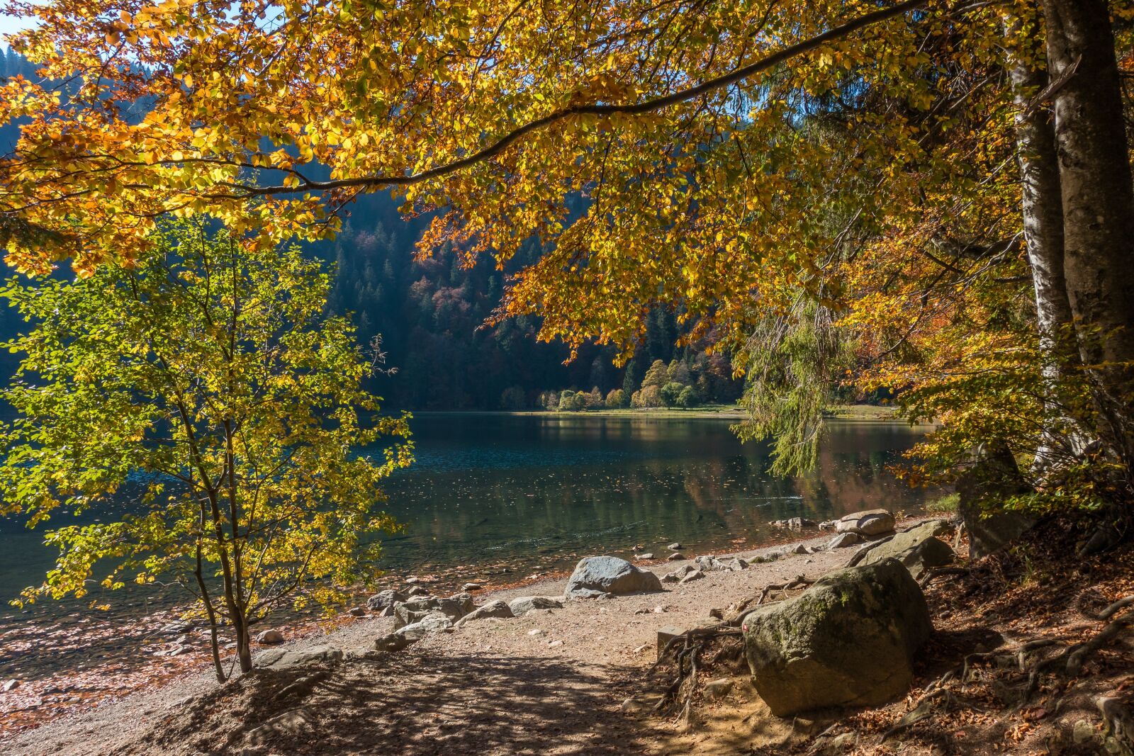 Sony Cyber-shot DSC-RX100 III sample photo. Autumn, trees, forest photography