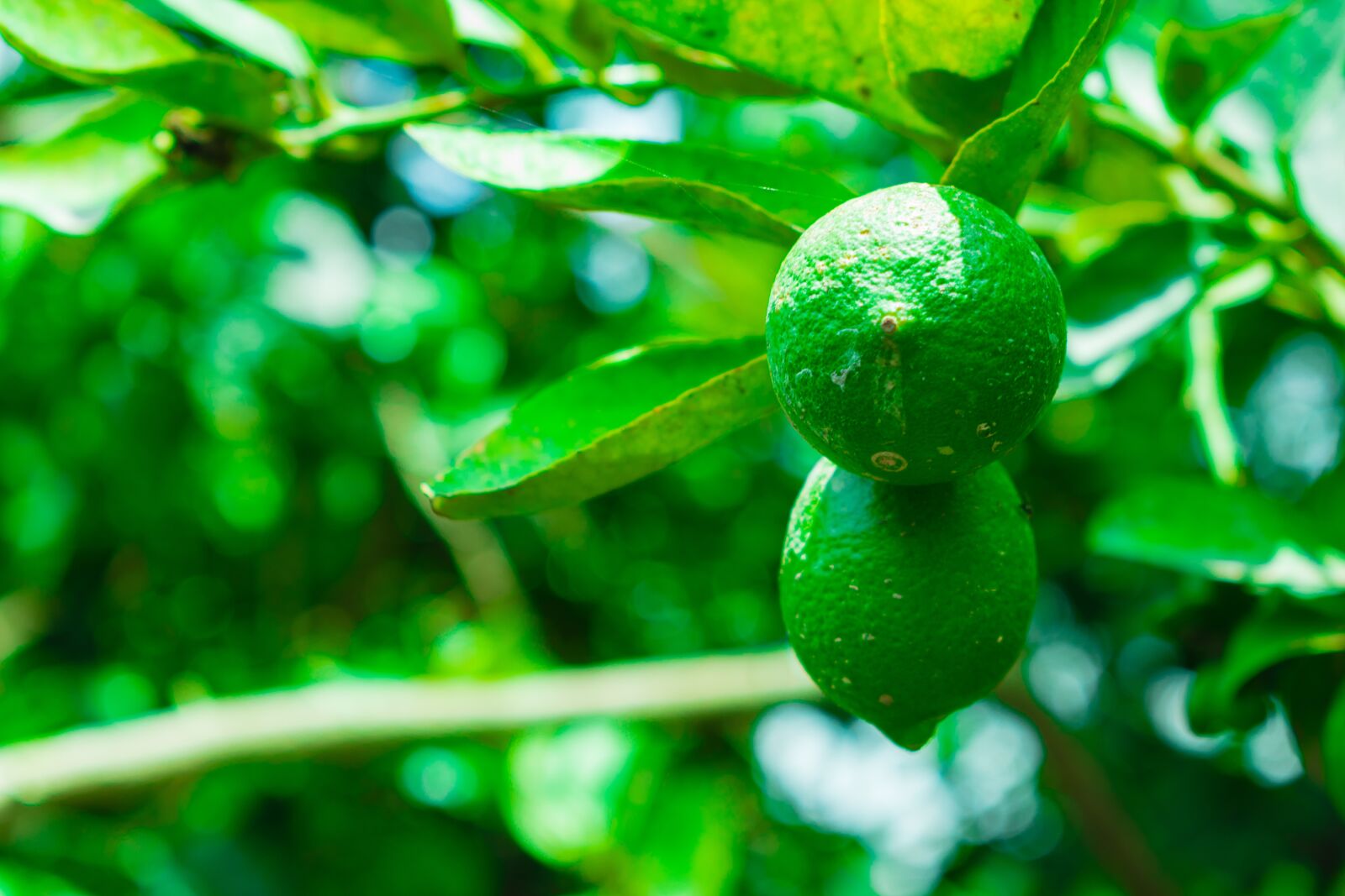 Nikon D5600 sample photo. Green, lemon, lime photography