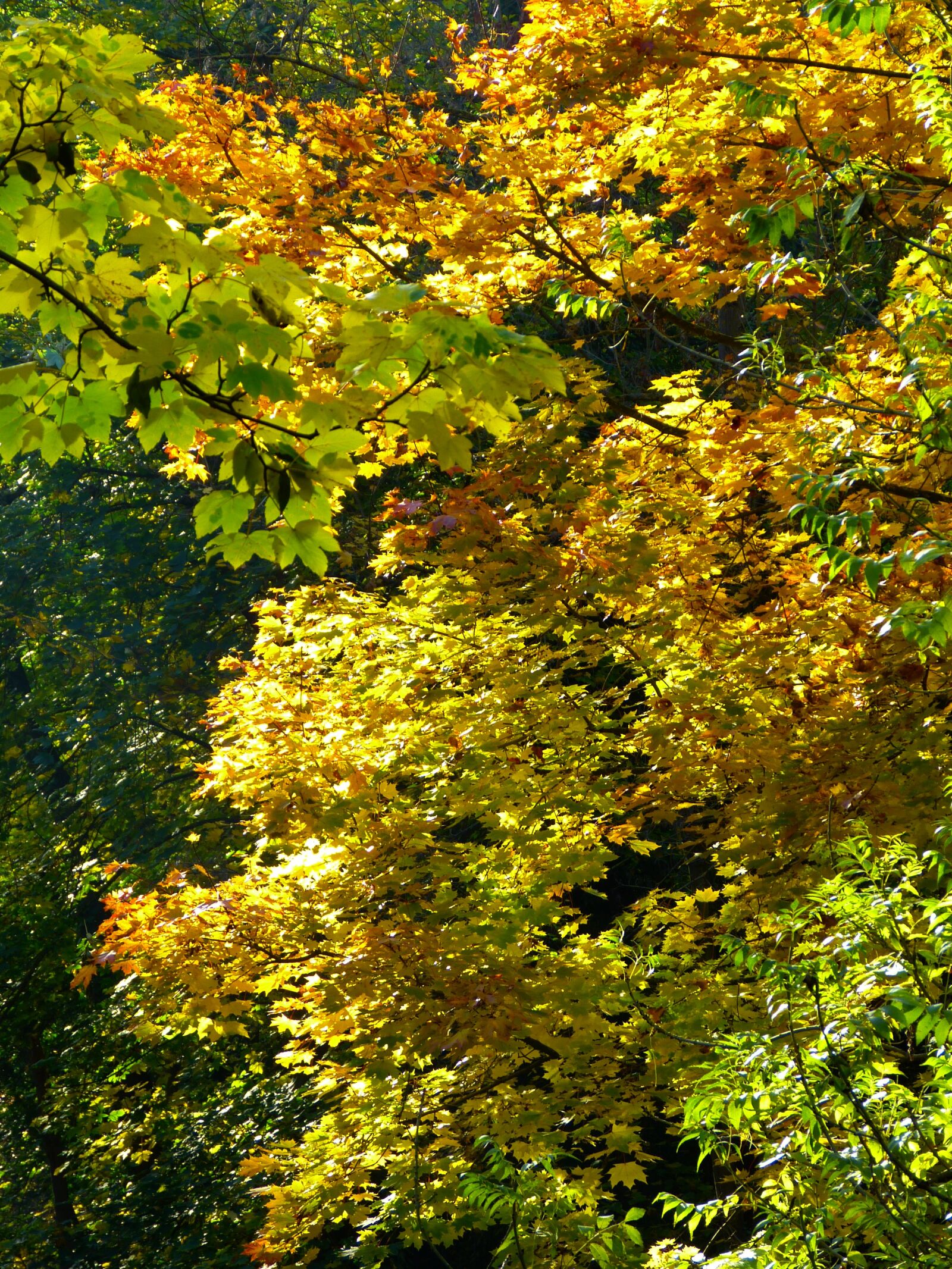 Panasonic Lumix DMC-FZ150 sample photo. Tree, colorful, leaves photography