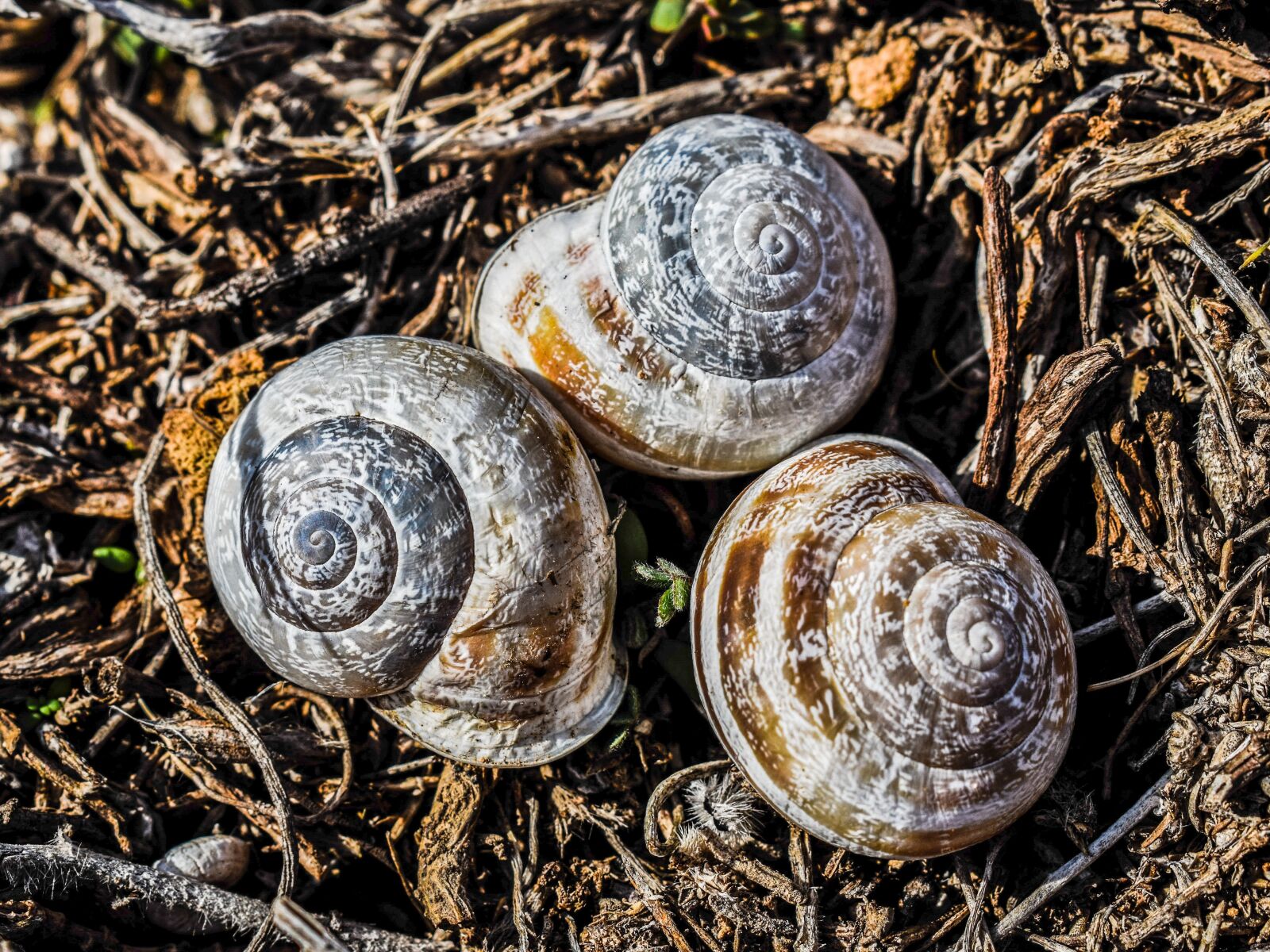 Nikon D3300 sample photo. Shell, snail, nature photography