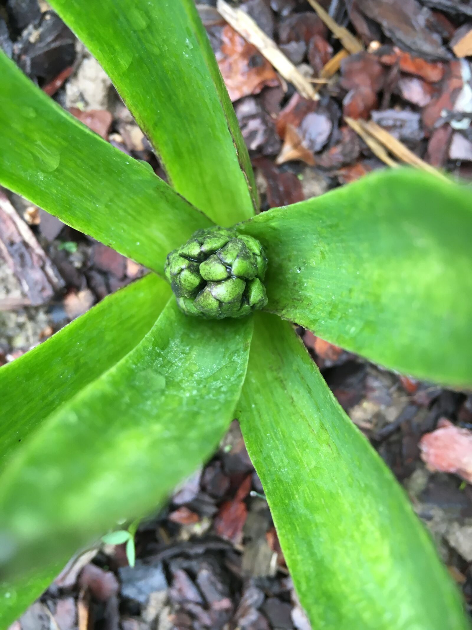 Apple iPhone 6s sample photo. Flowers, spring photography
