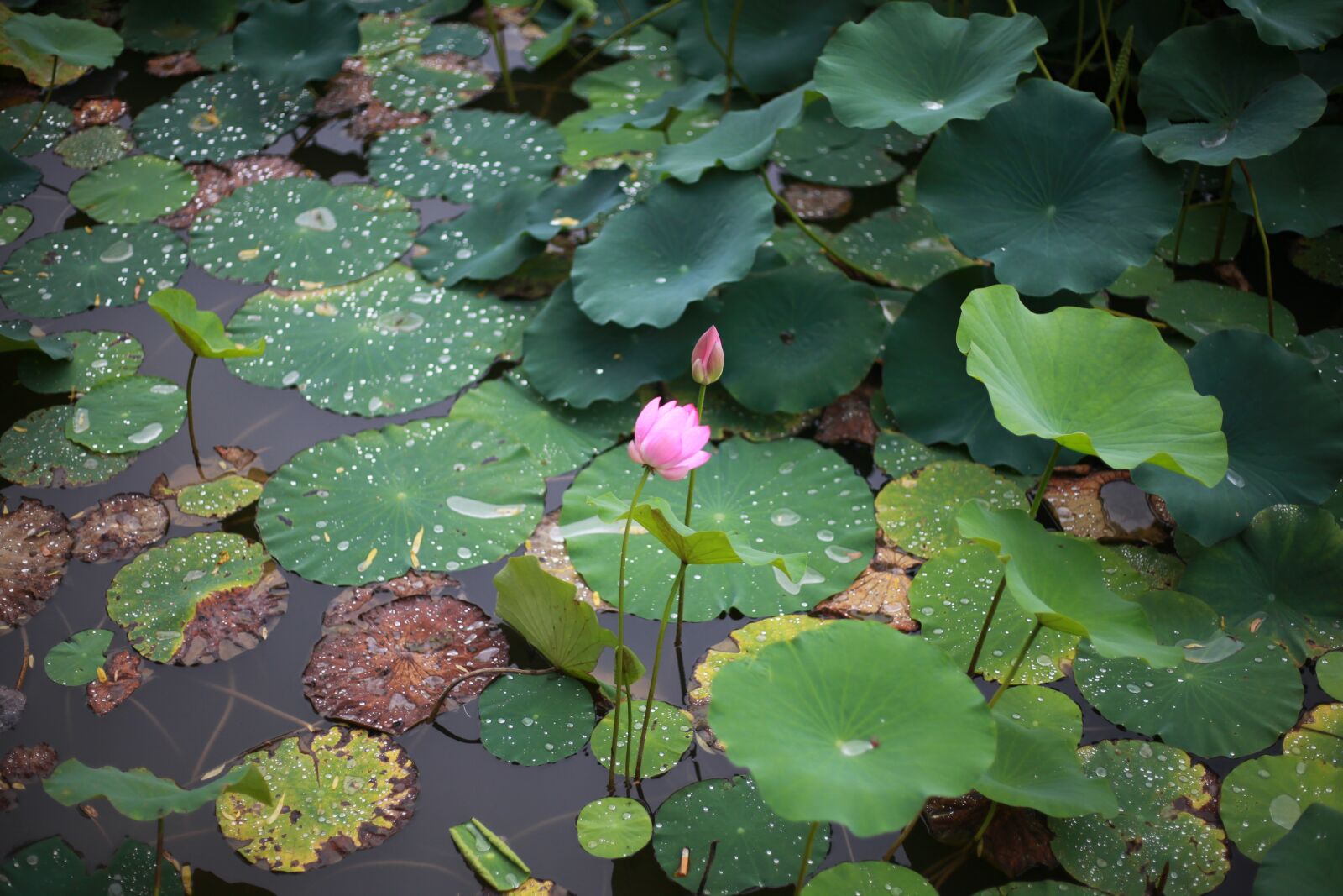 Canon EOS 5D Mark II sample photo. Lotus, pond, leaves photography