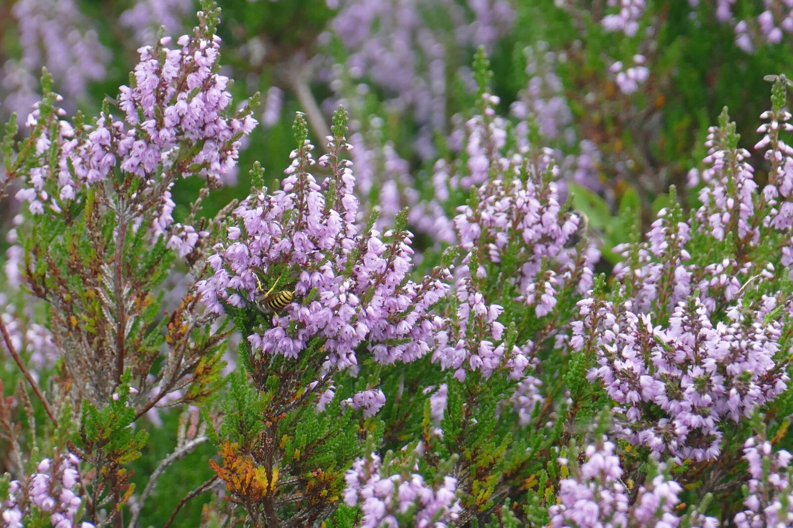 Panasonic Lumix DMC-FZ1000 sample photo. Plant, erika, forest photography