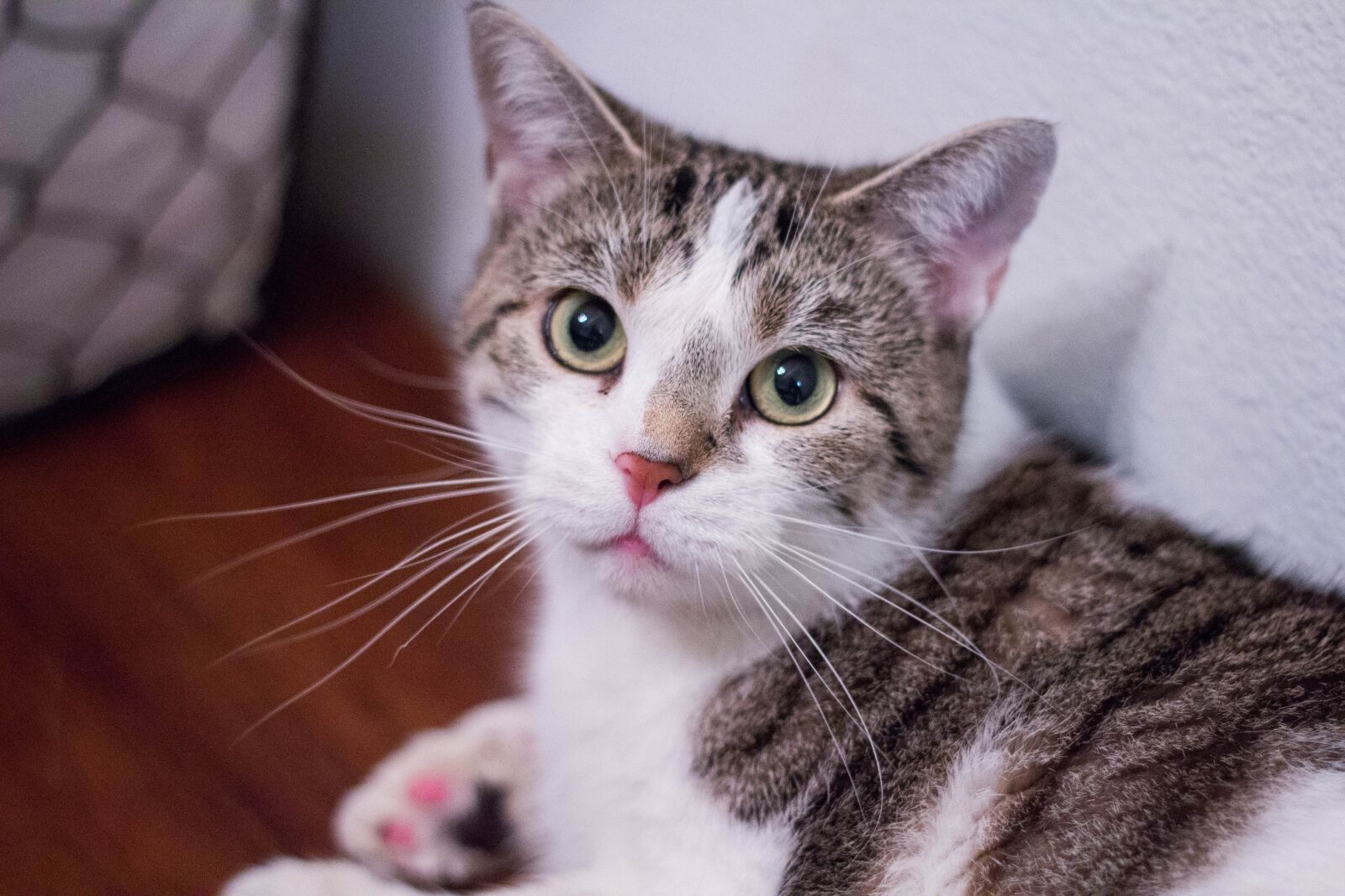 Canon EOS 60D + Canon EF 50mm F1.8 II sample photo. Cat, kitty, kitten photography