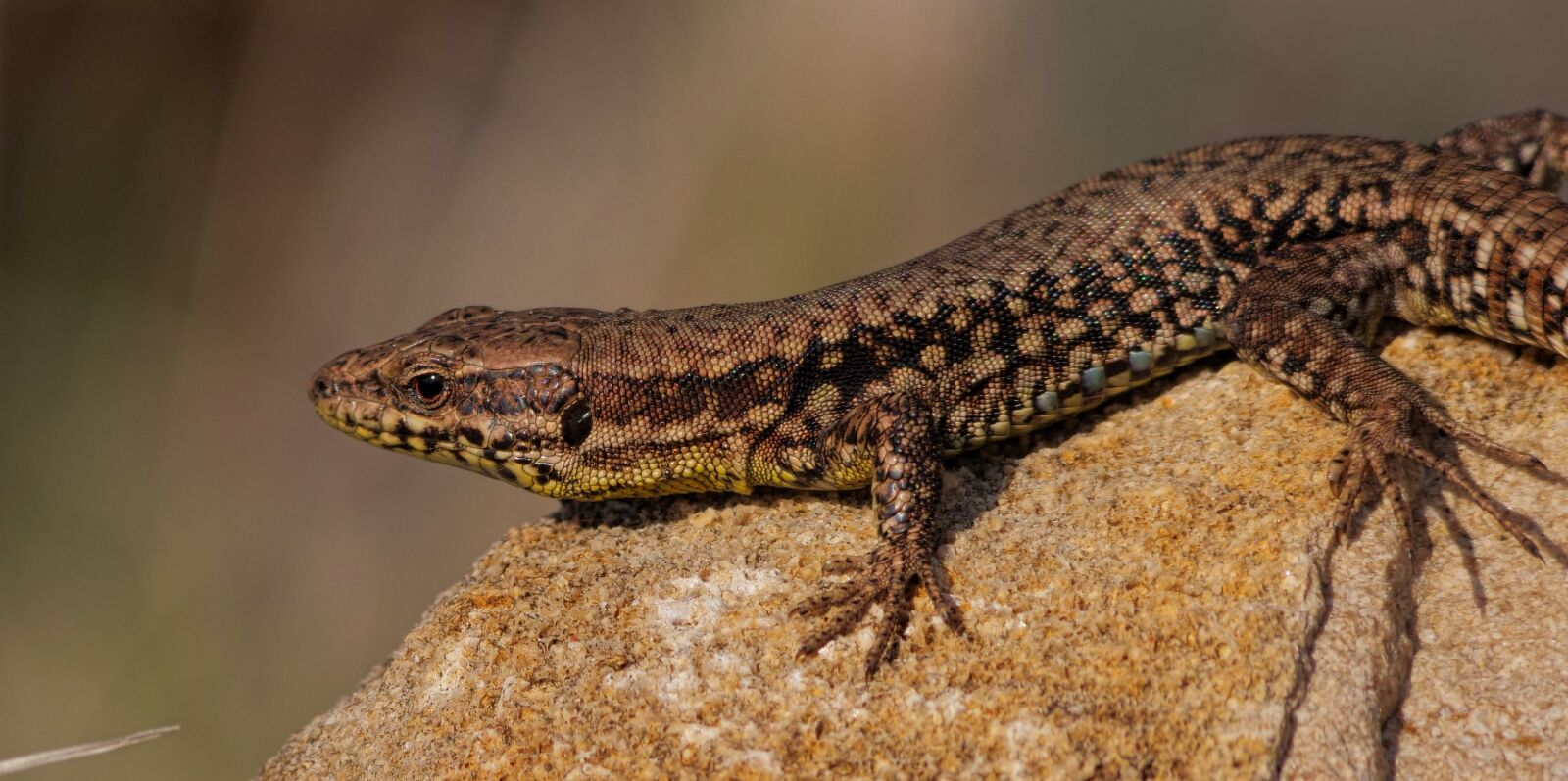 Panasonic Lumix DC-G9 sample photo. Lizard, reptile, animals photography