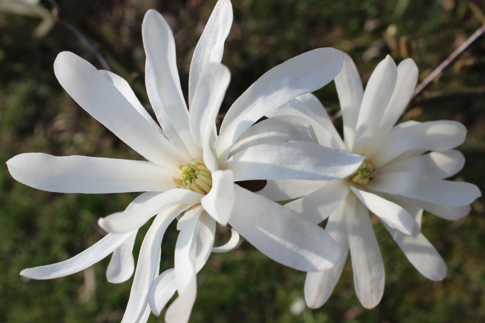 Canon EOS 600D (Rebel EOS T3i / EOS Kiss X5) sample photo. Star magnolia, magnolia, white photography