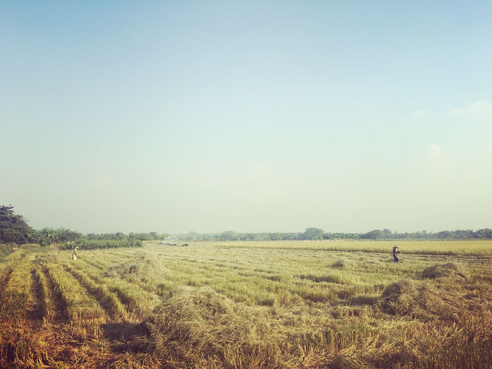 iPhone 6s back camera 4.15mm f/2.2 sample photo. Field, rice, sky photography
