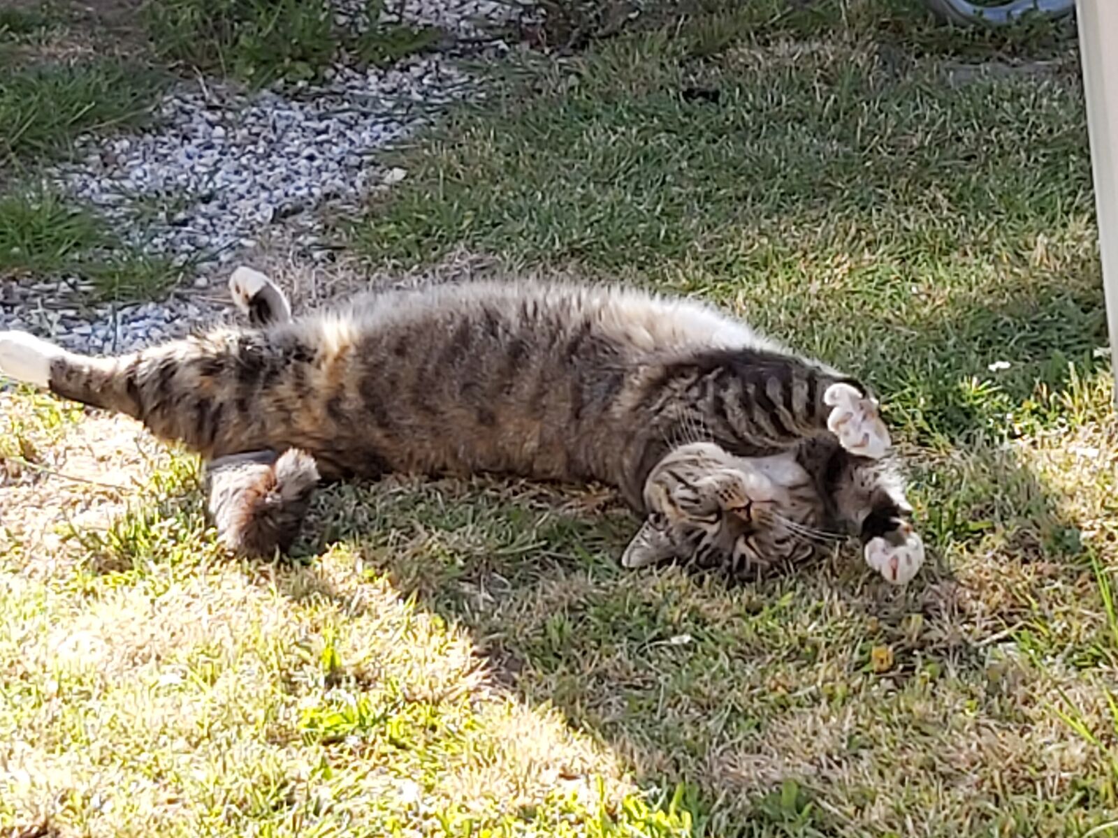 Samsung Galaxy A70 sample photo. Cat, stretch, happiness photography