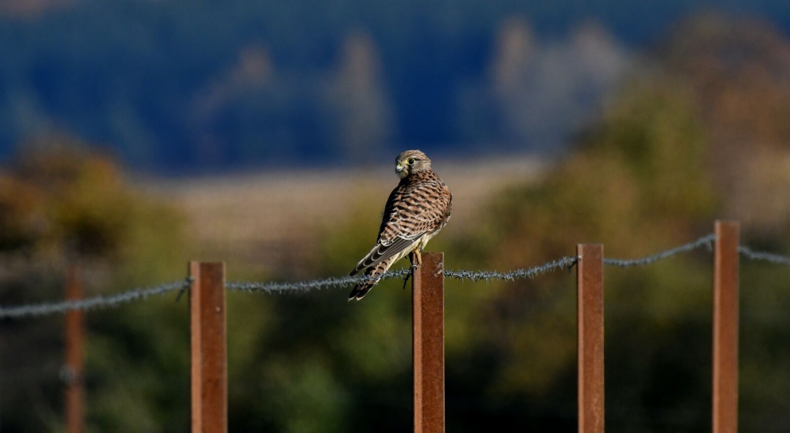 Nikon D500 sample photo. Valk, bird of prey photography