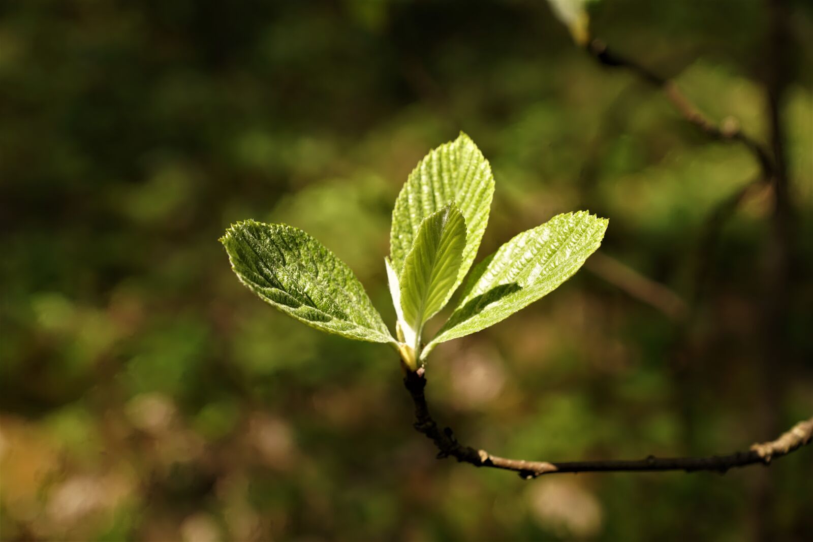 Sony DT 16-50mm F2.8 SSM sample photo. Leaf, beech, nature photography