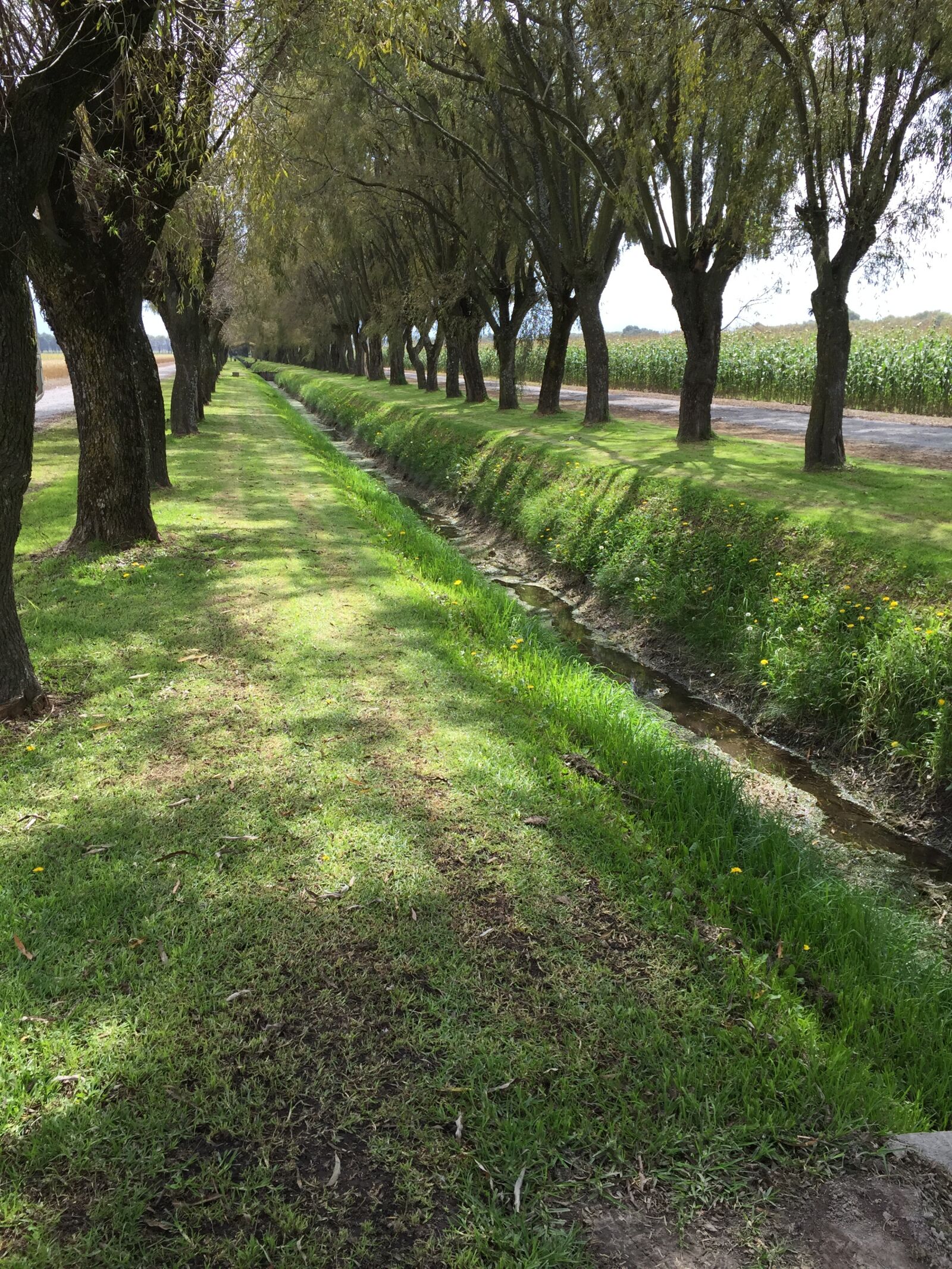 Apple iPhone 6 sample photo. But, tree, allee photography