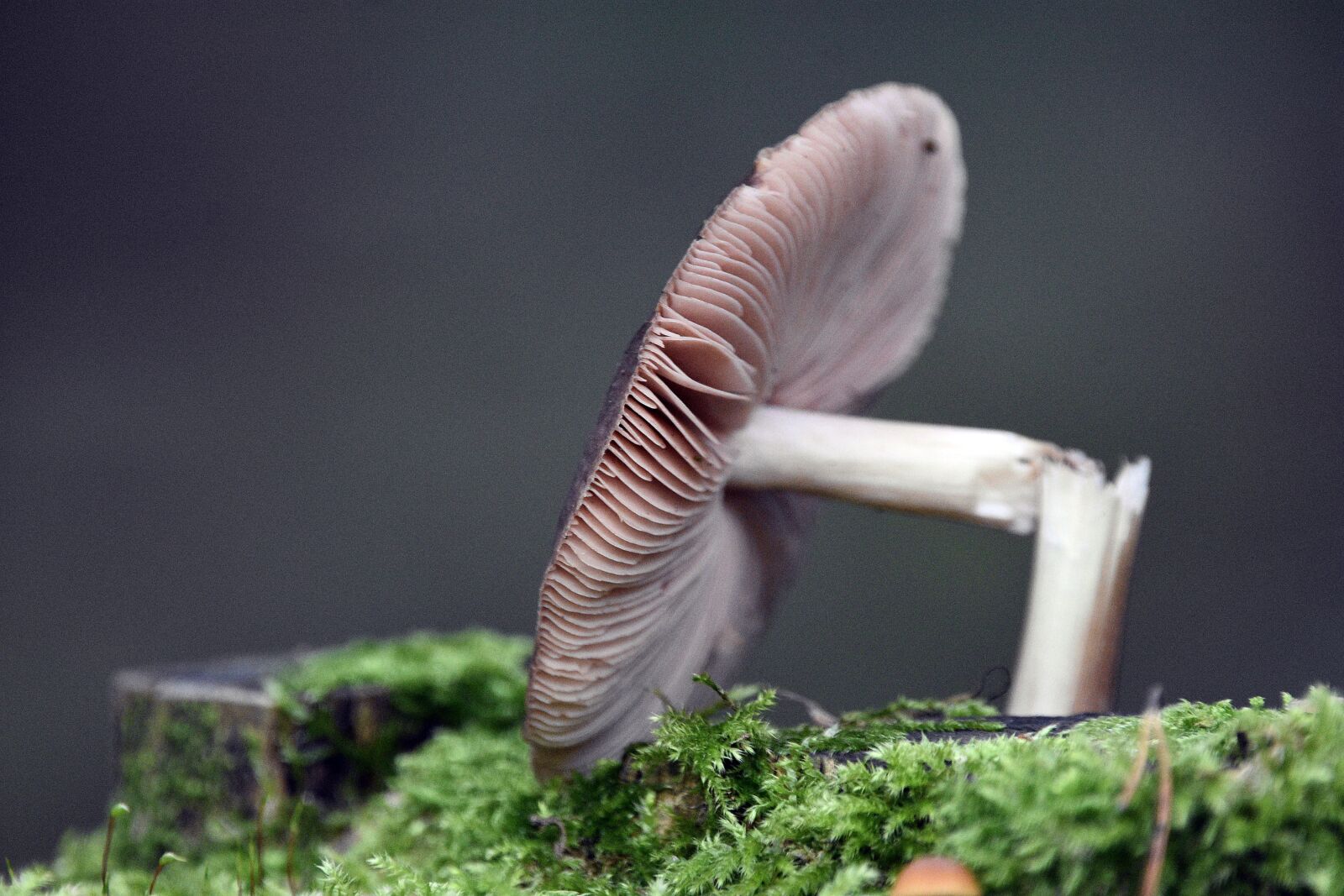 Nikon D3400 sample photo. Mushroom, mushrooms, forest photography