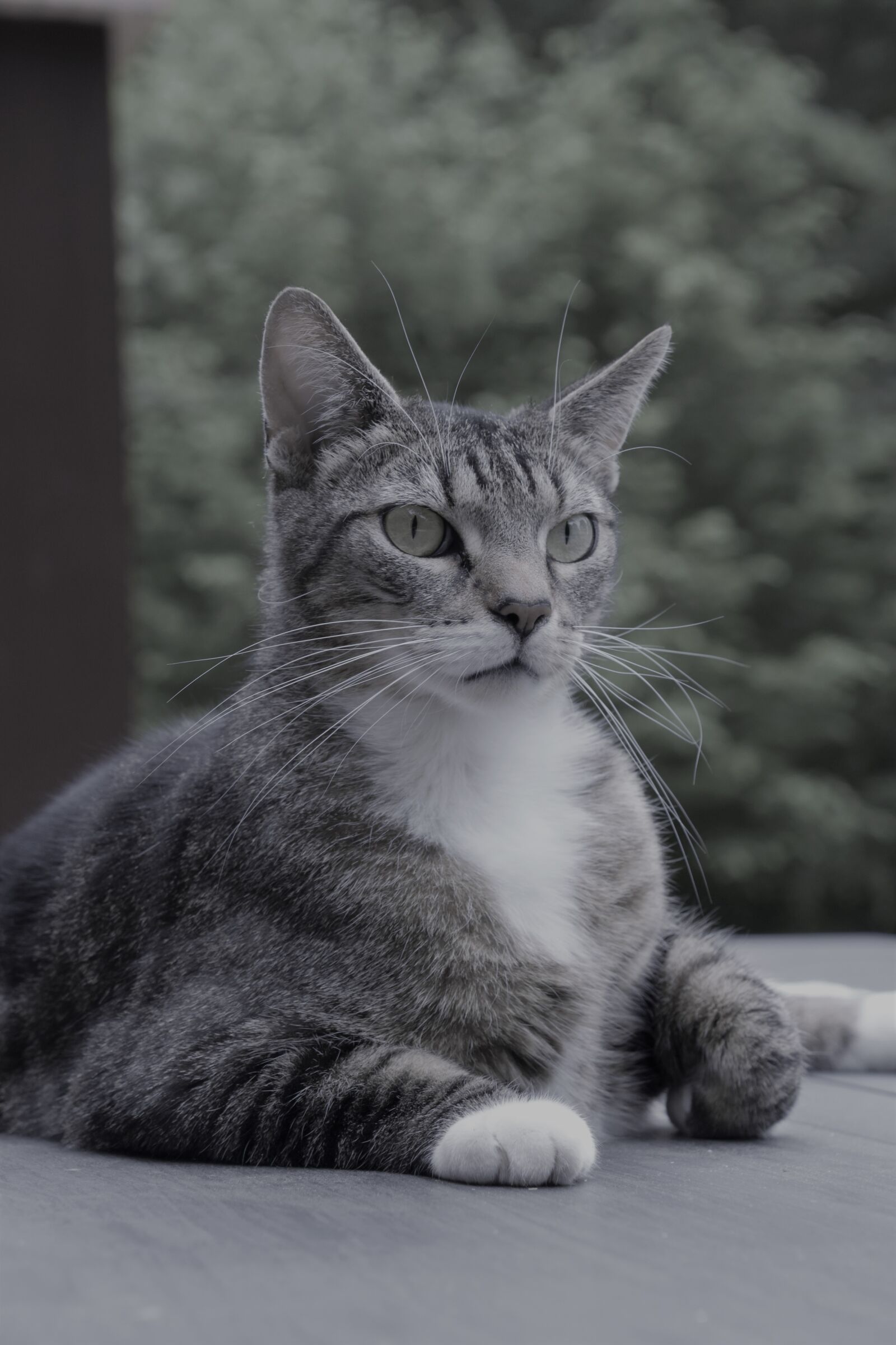 Nikon D5600 sample photo. Cat, domestic, feline photography