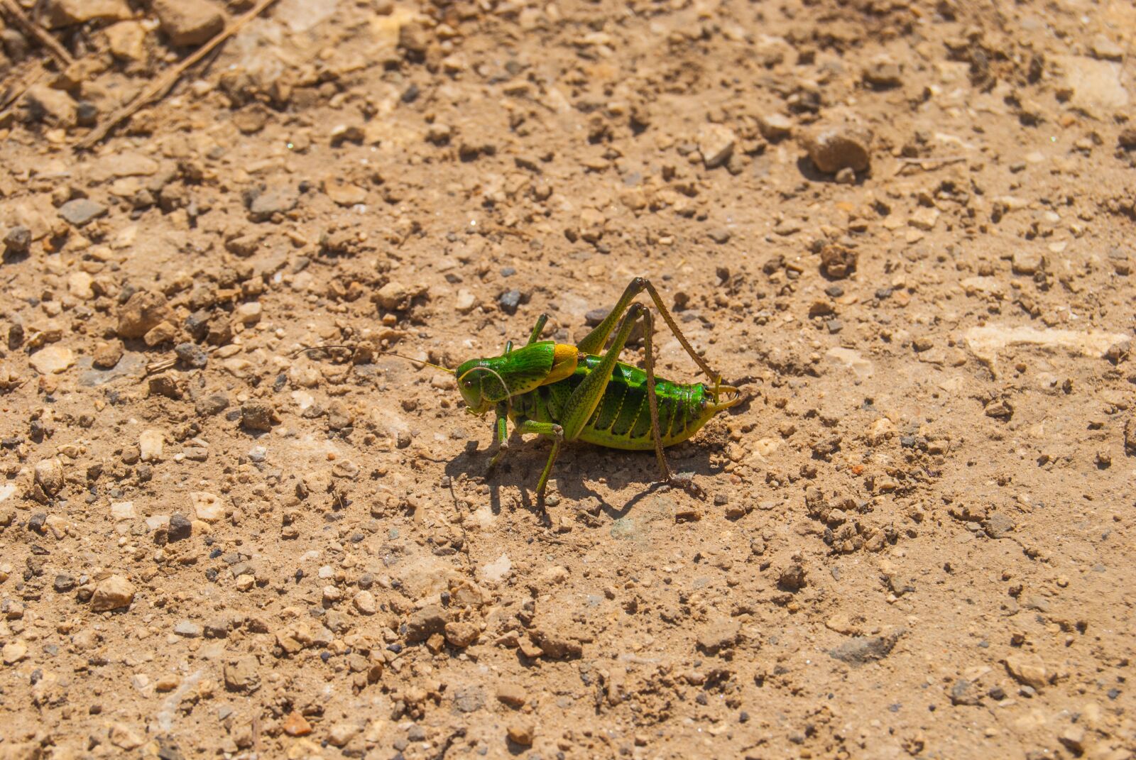 Nikon D60 sample photo. Grasshopper, locust, cricket photography