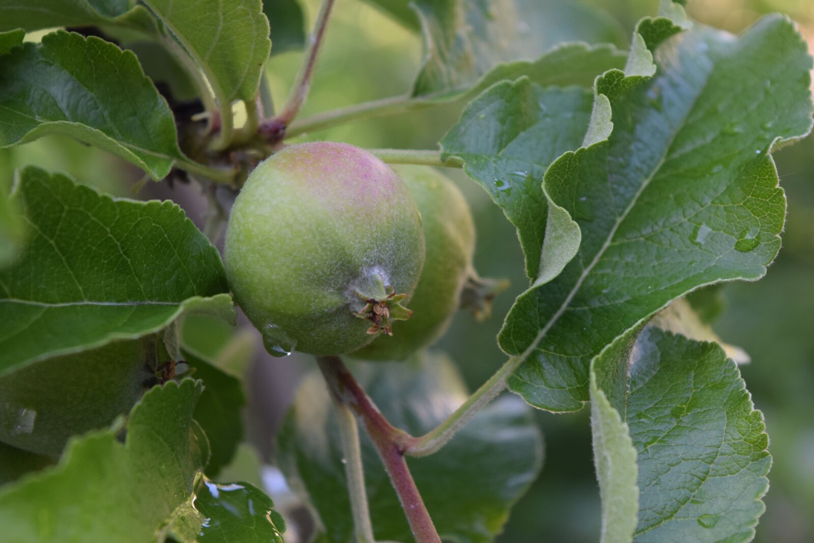 Nikon D3300 sample photo. Apple tree, apple, fruit photography