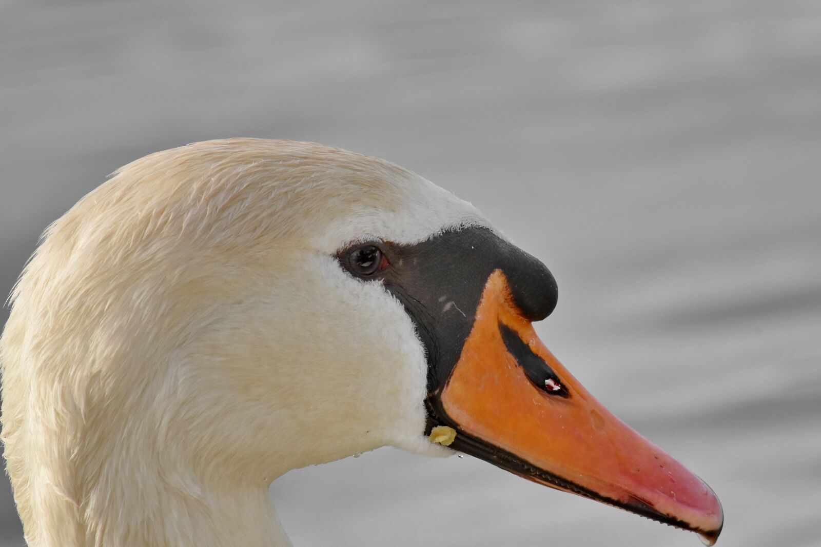 Nikon D5500 sample photo. Beak, detail, side view photography