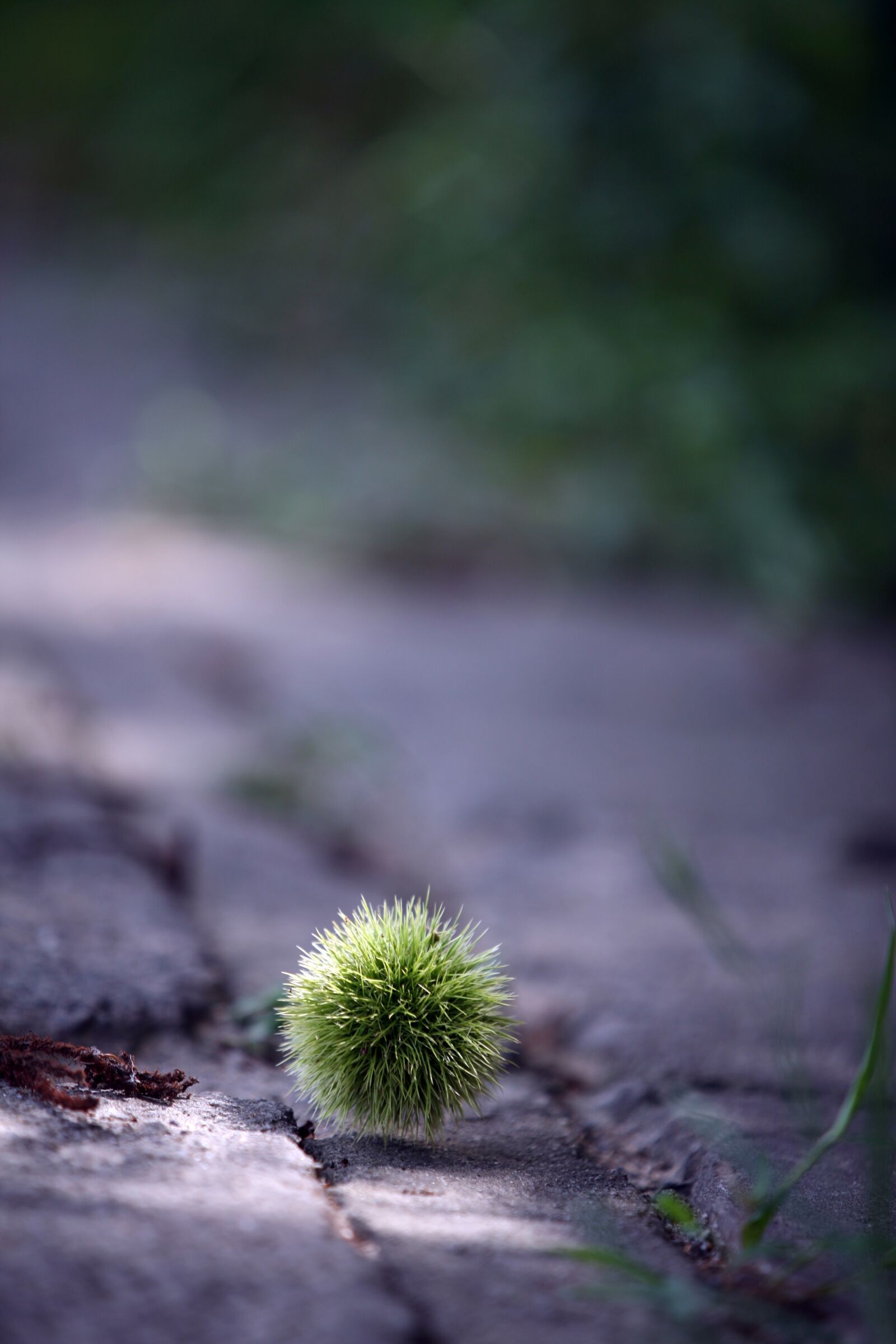 Canon EOS 5D sample photo. Night, night song, autumn photography