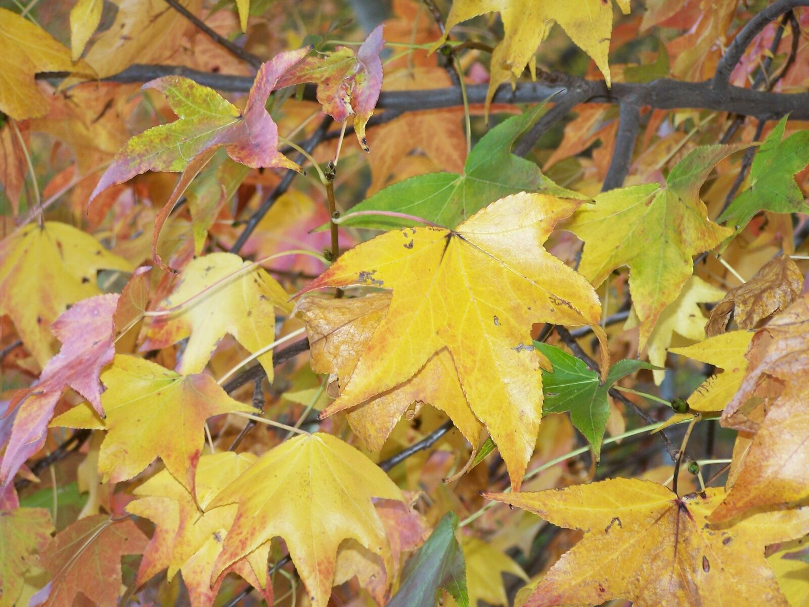 Kodak Z650 ZOOM DIGITAL CAMERA sample photo. Leaves, maple, autumn photography