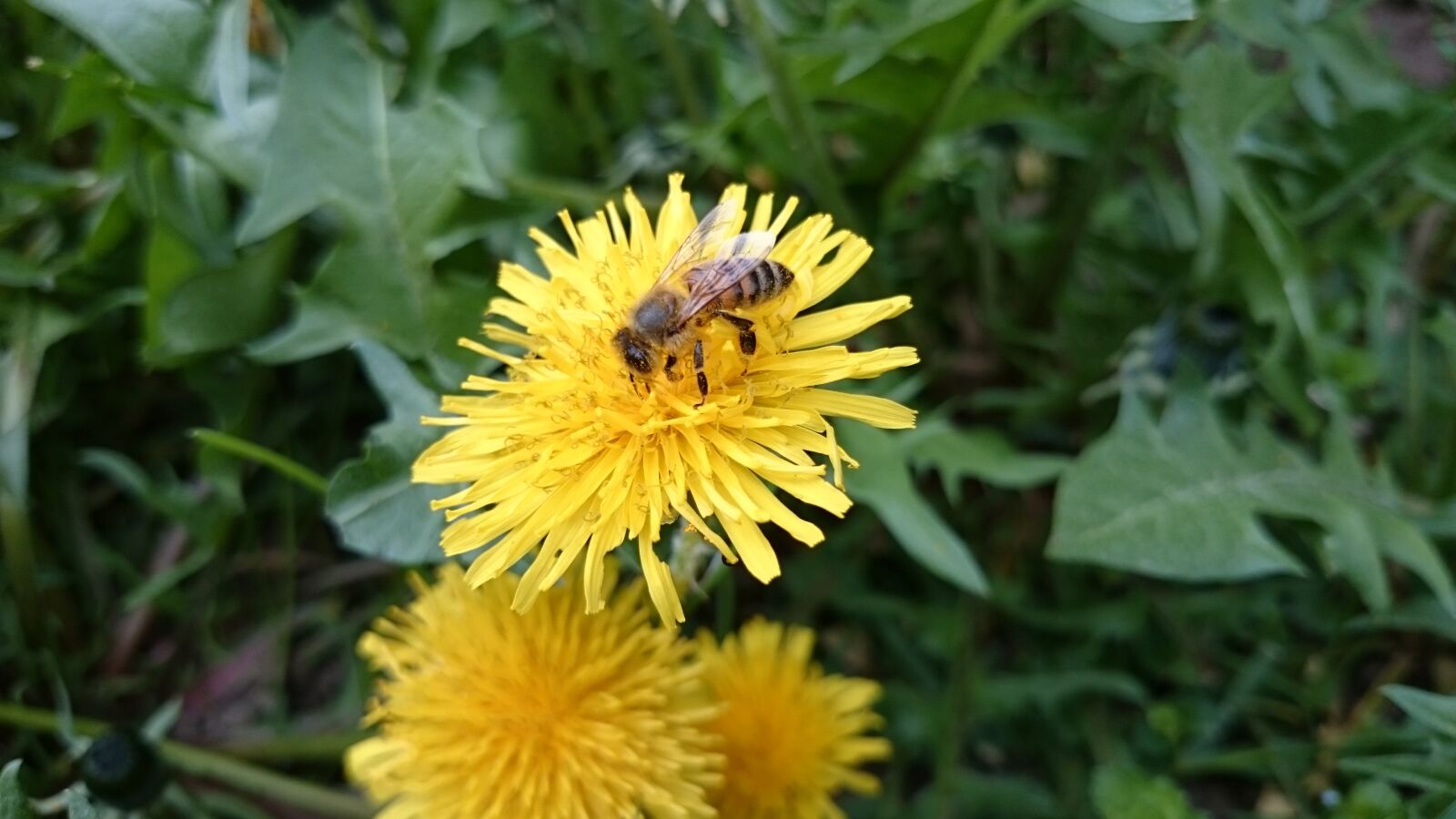 Sony Xperia Z1 sample photo. Bee, flower, pollination photography
