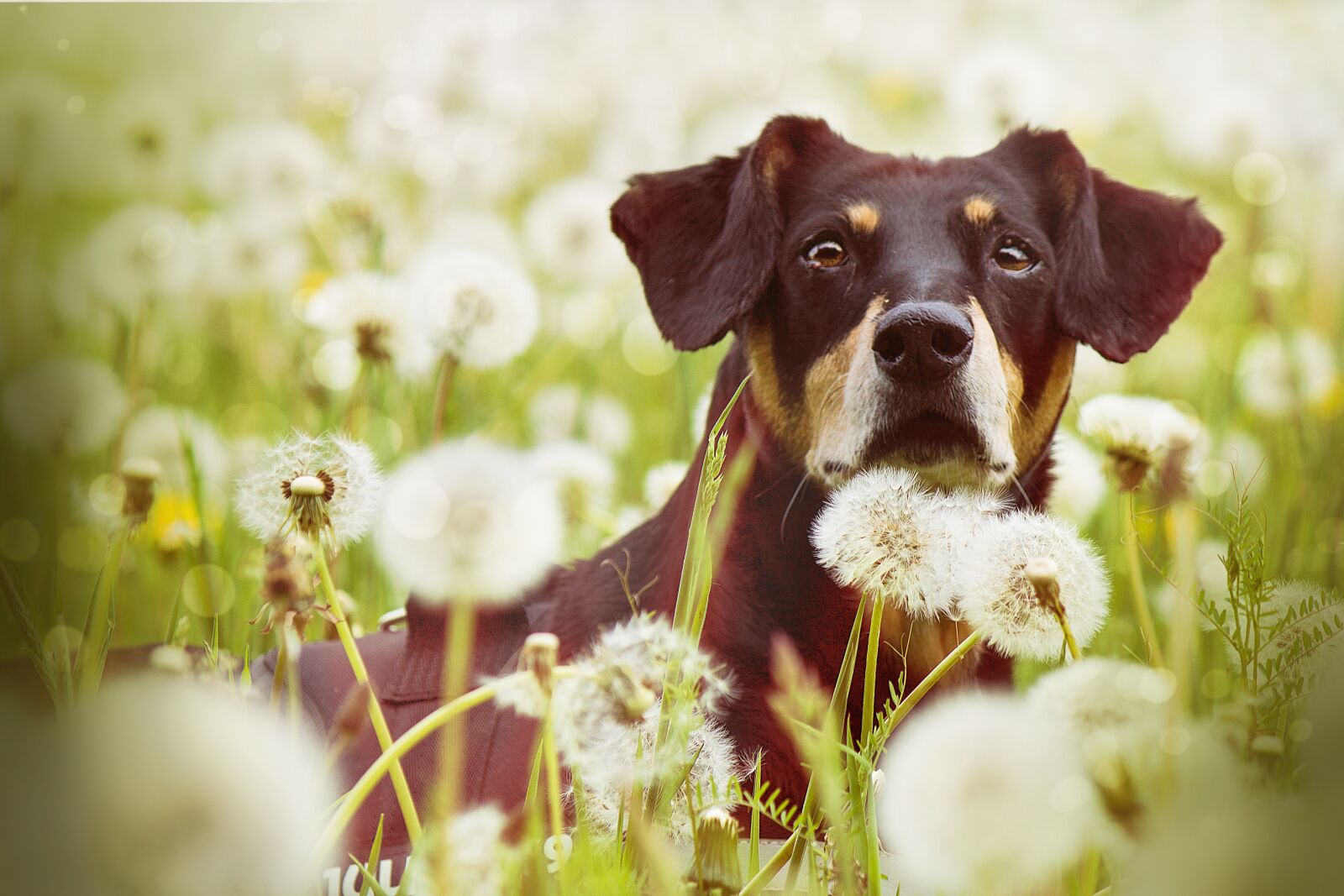 Canon EF-S 55-250mm F4-5.6 IS sample photo. Dog in dandelions, dog photography