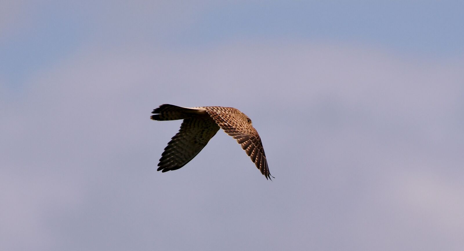 Nikon D500 sample photo. Valk, bird of prey photography