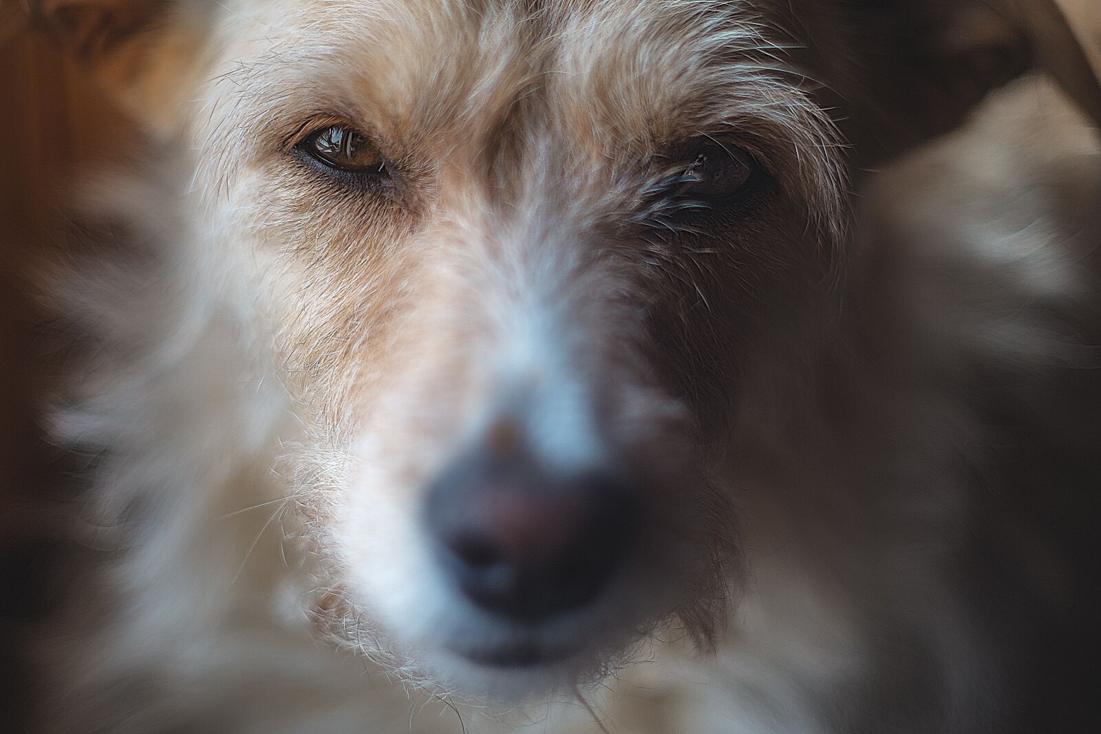 Fujifilm X-E1 sample photo. Terrier, dog, pet photography