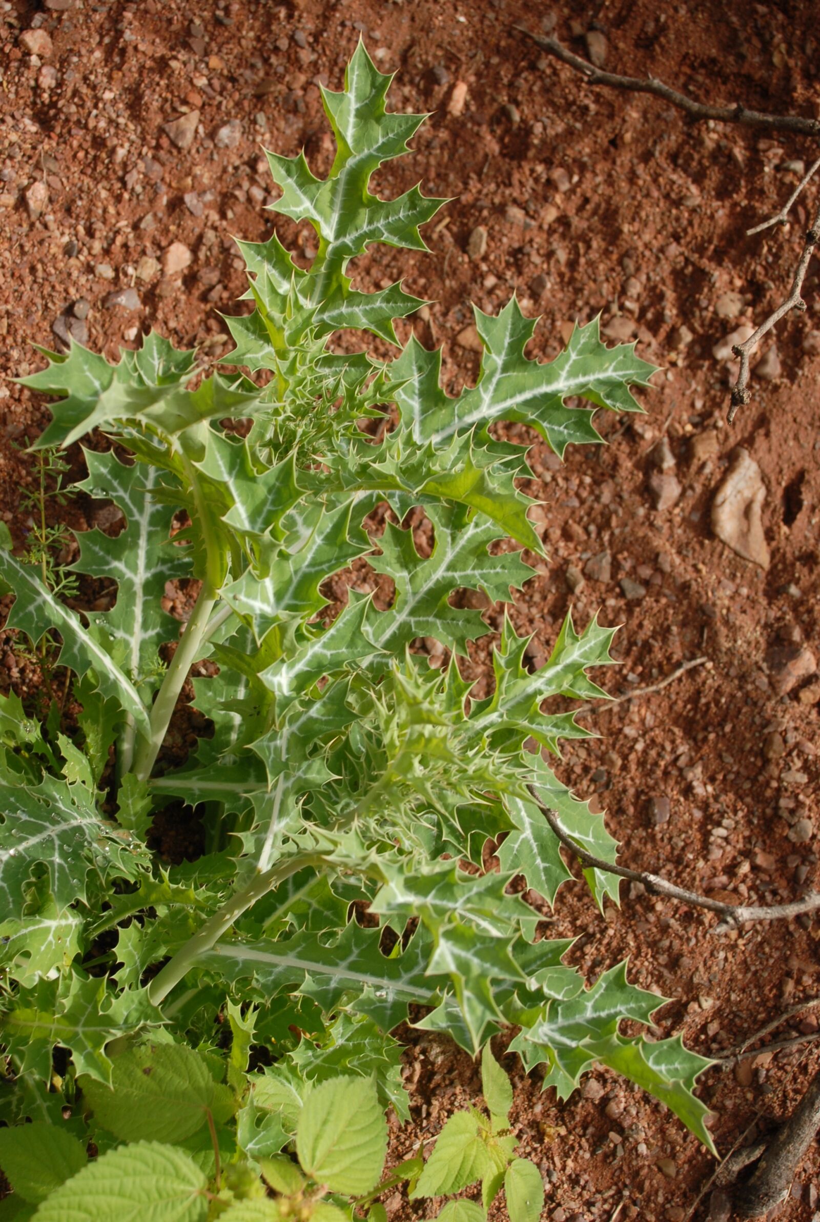 Nikon D200 sample photo. Plant, nature, garden photography