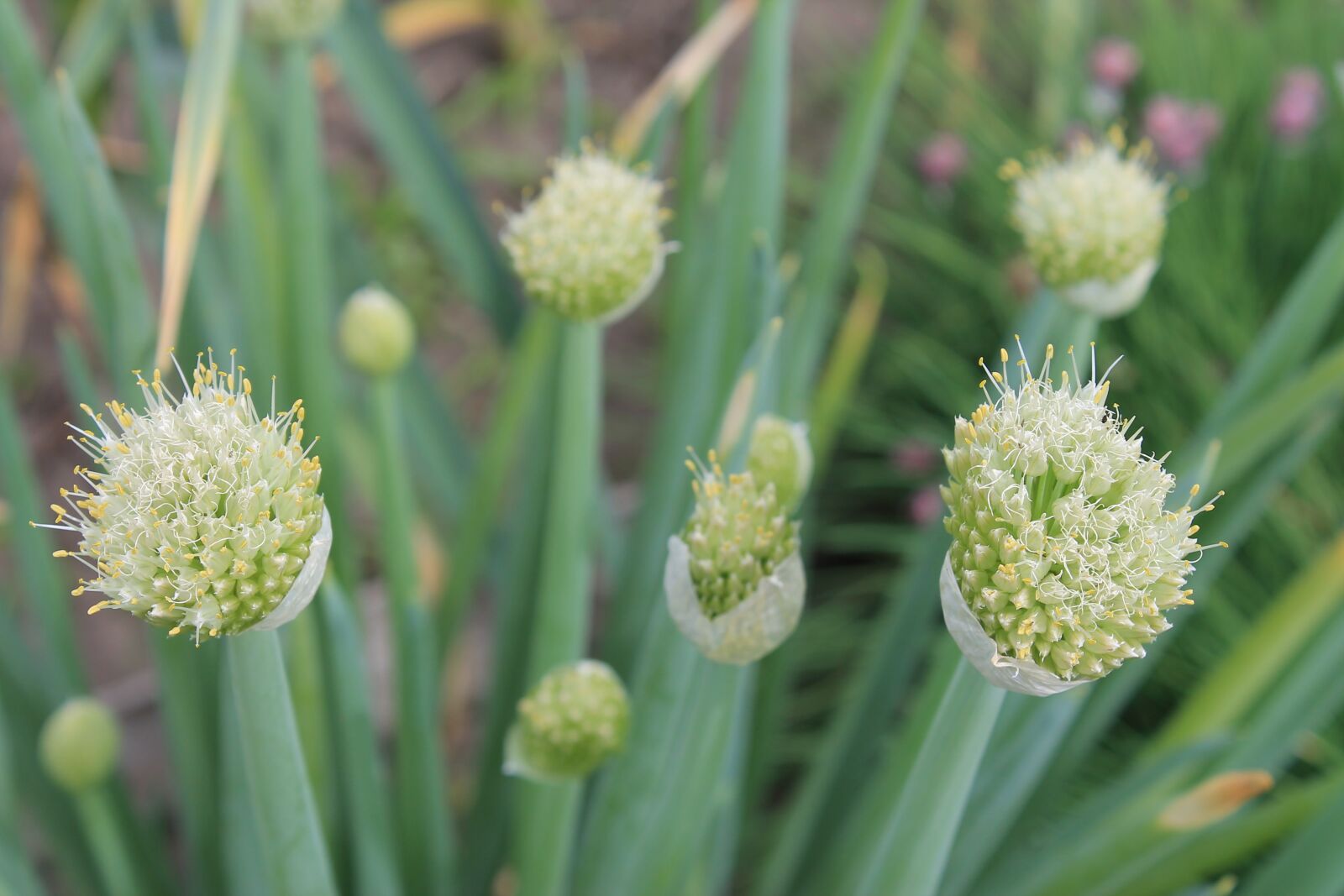 Canon EOS 1100D (EOS Rebel T3 / EOS Kiss X50) sample photo. Stamens, onion, flowering onion photography