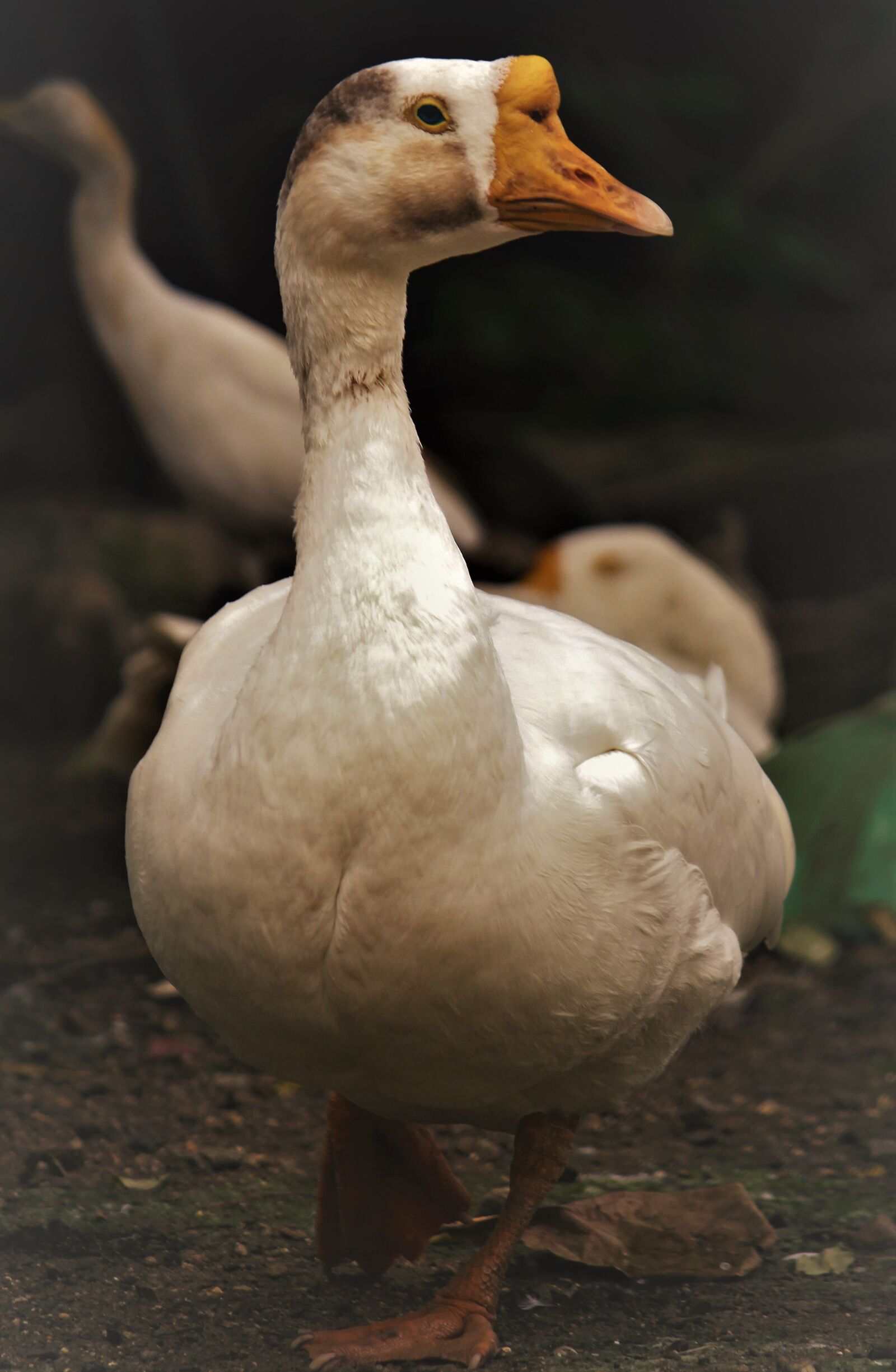 Canon EOS 700D (EOS Rebel T5i / EOS Kiss X7i) sample photo. Animal, bird, beak photography