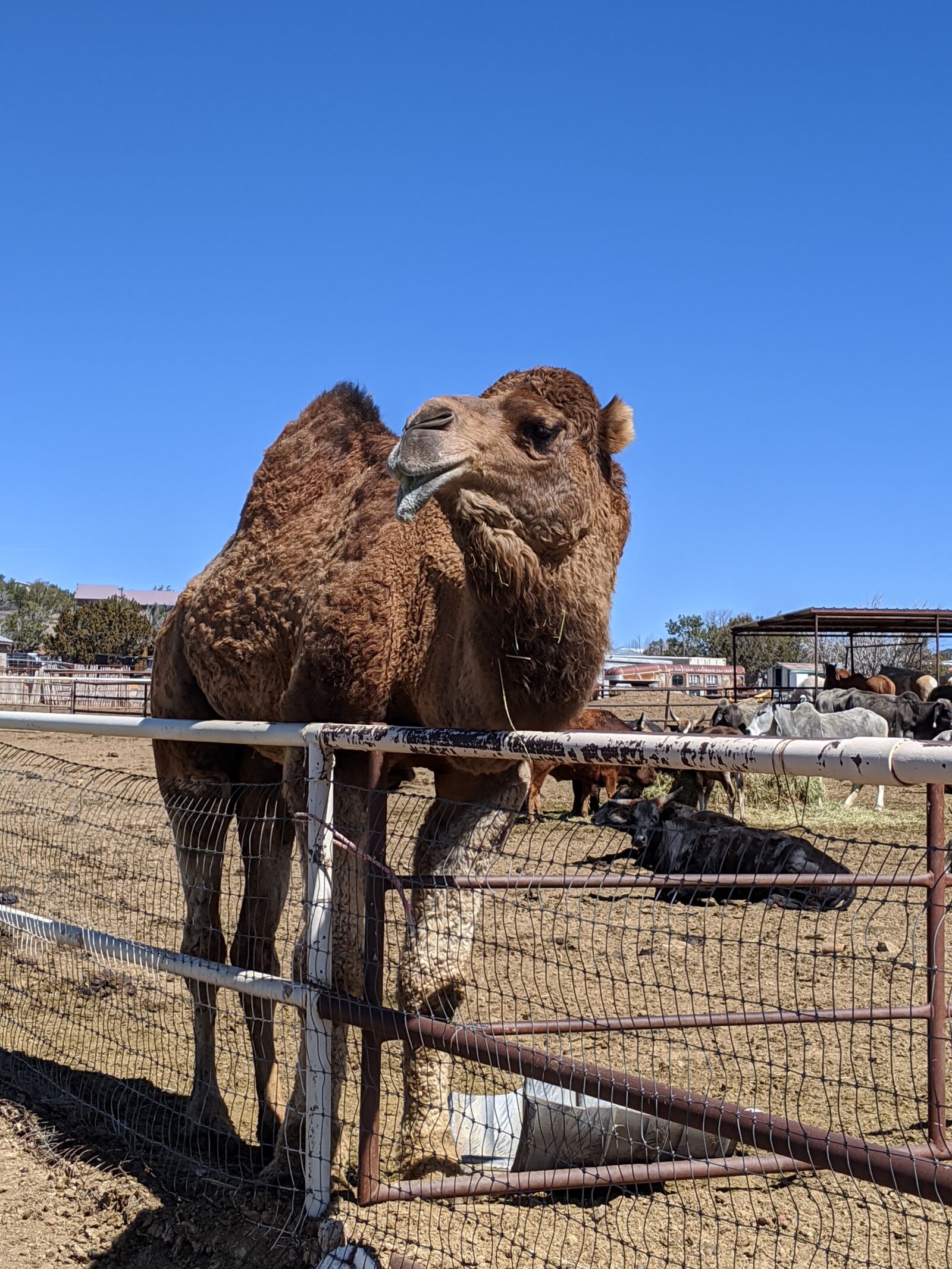 Google Pixel 3 XL sample photo. Camel, hump day, animals photography