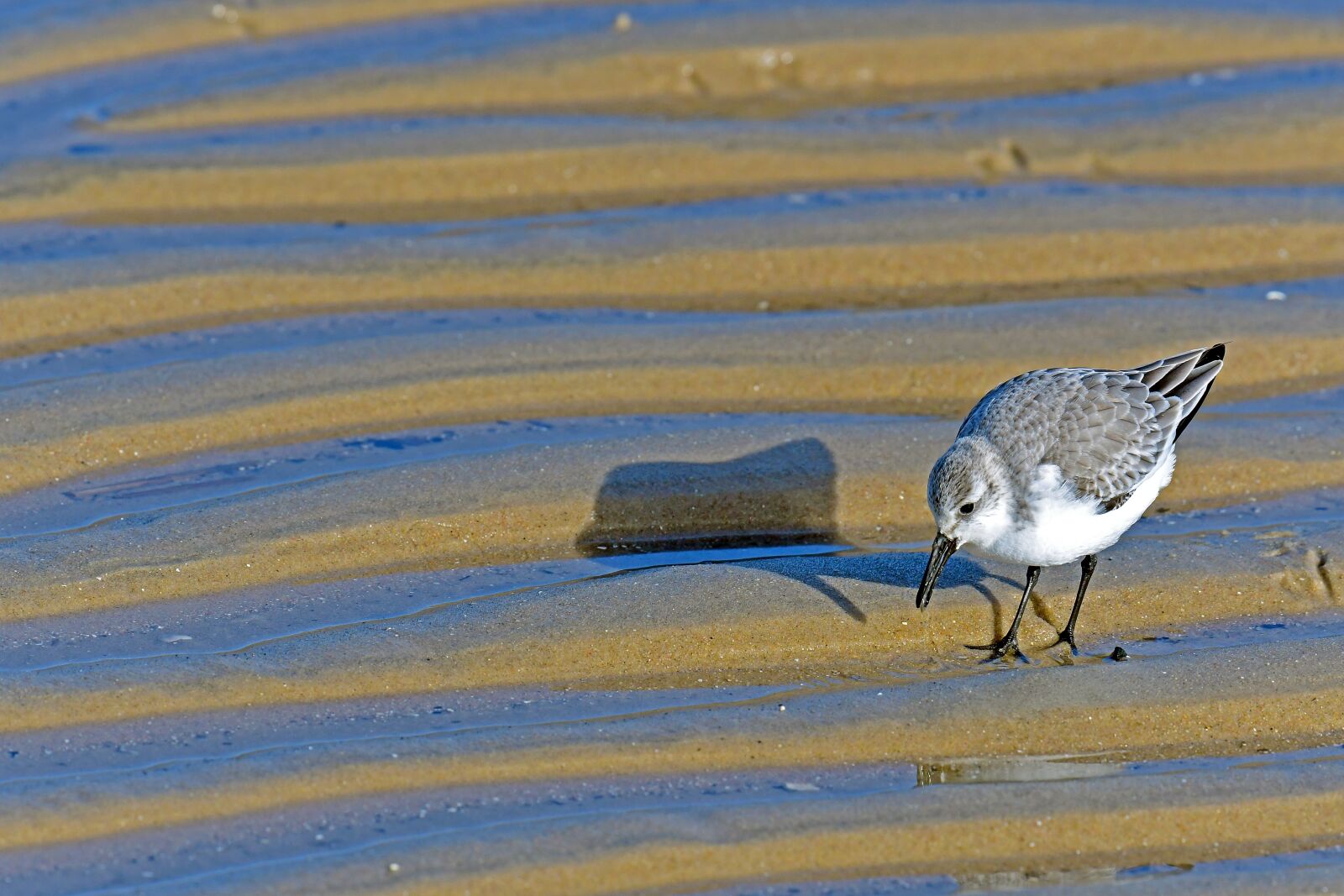 Nikon D500 sample photo. Sanderling, chalidris alba, north photography