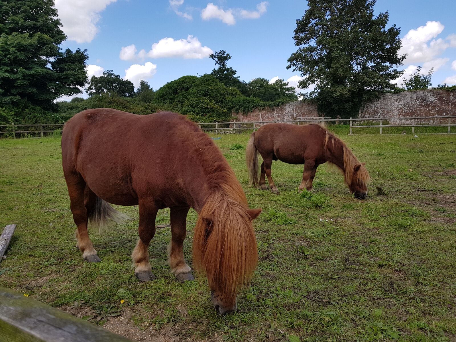 Samsung Galaxy S8+ sample photo. Horses, small pony, pony photography