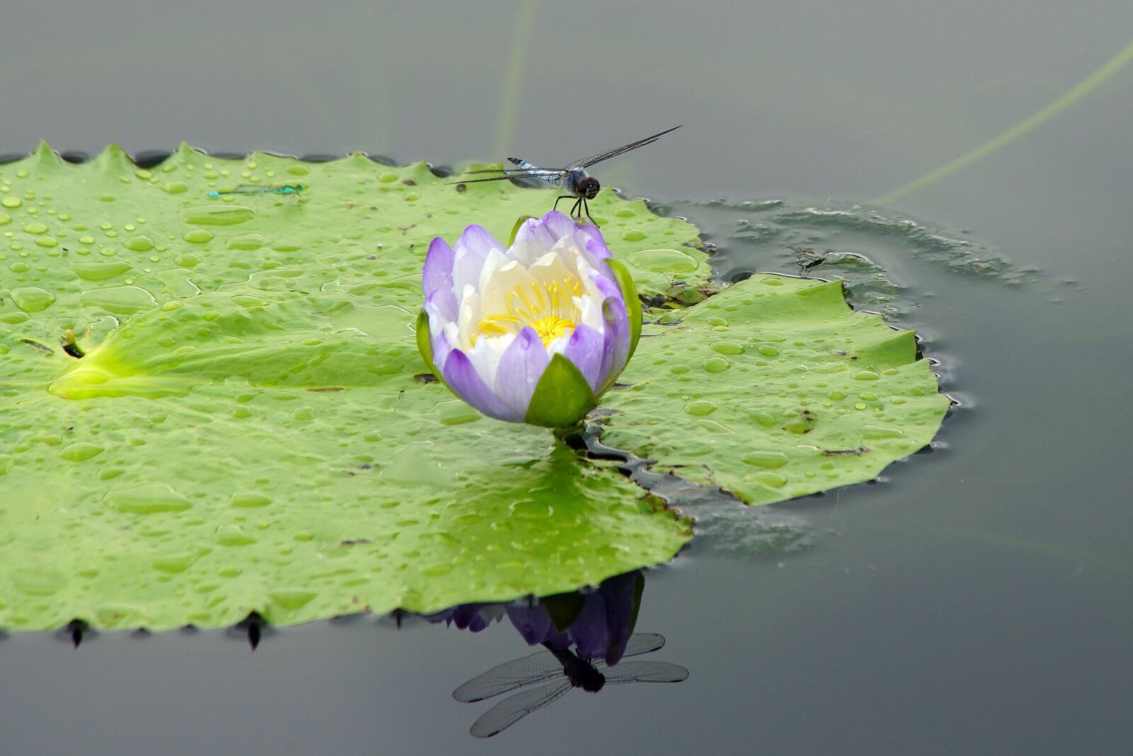 Sony a7R III sample photo. Lotus, waterr lotus, flower photography