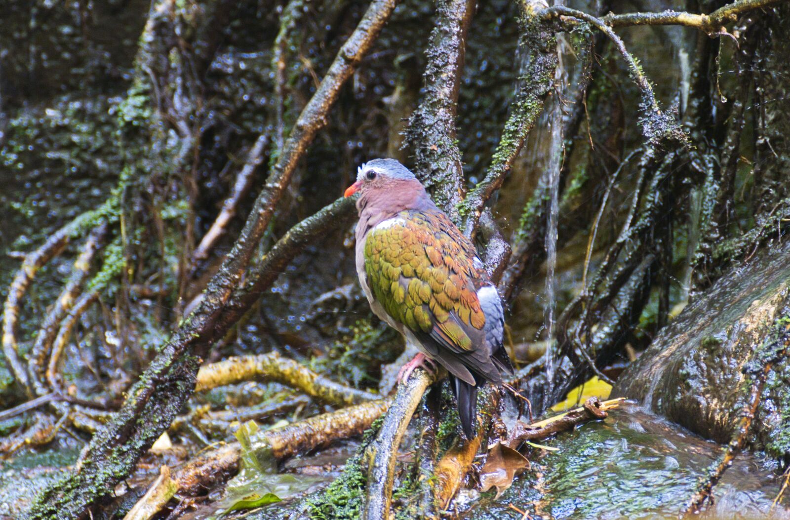 Panasonic Lumix DMC-FZ1000 sample photo. Bird, rainforest, wet photography