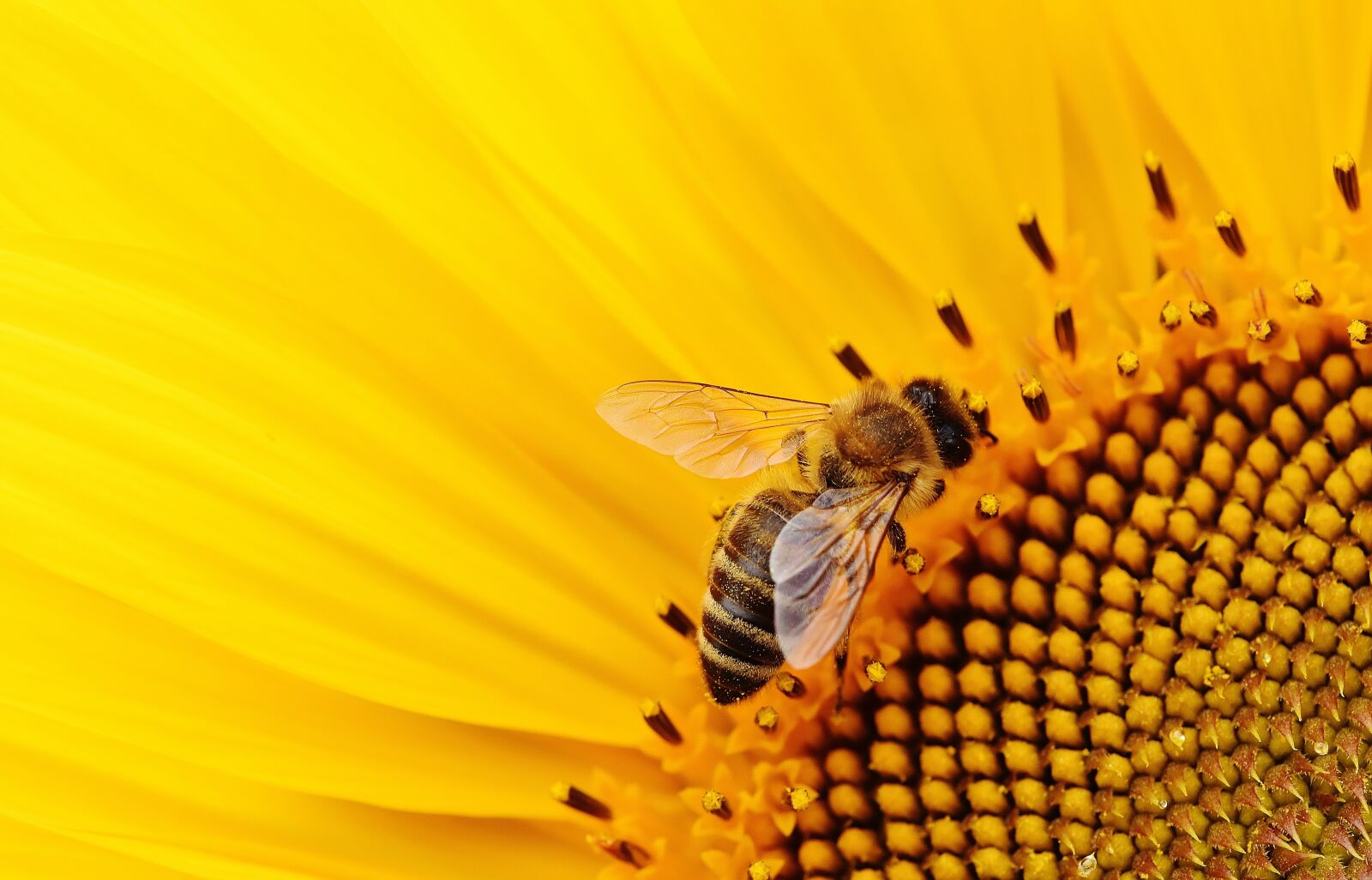 Nikon D7200 sample photo. Sunflower, bees, summer photography