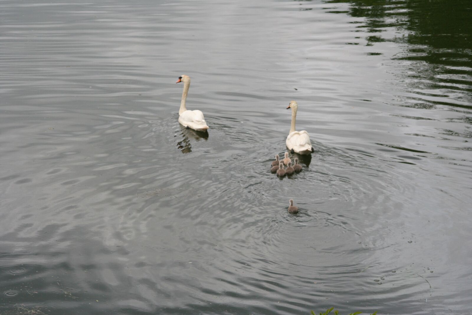 Canon EOS 350D (EOS Digital Rebel XT / EOS Kiss Digital N) sample photo. Mute swans, swans, swan photography
