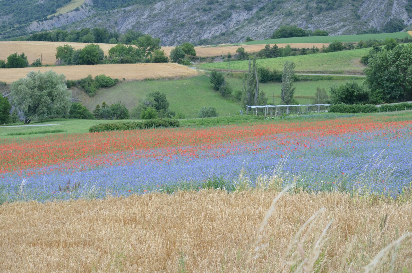 Nikon D5100 sample photo. France, poppy, cornflowers photography