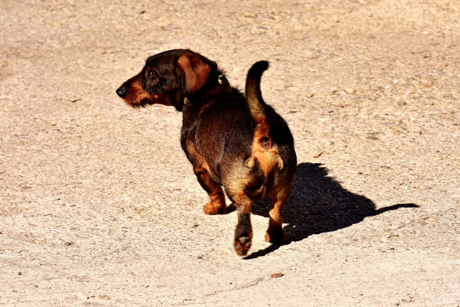 Nikon D7200 sample photo. Rauhaardackel, dog, animal photography