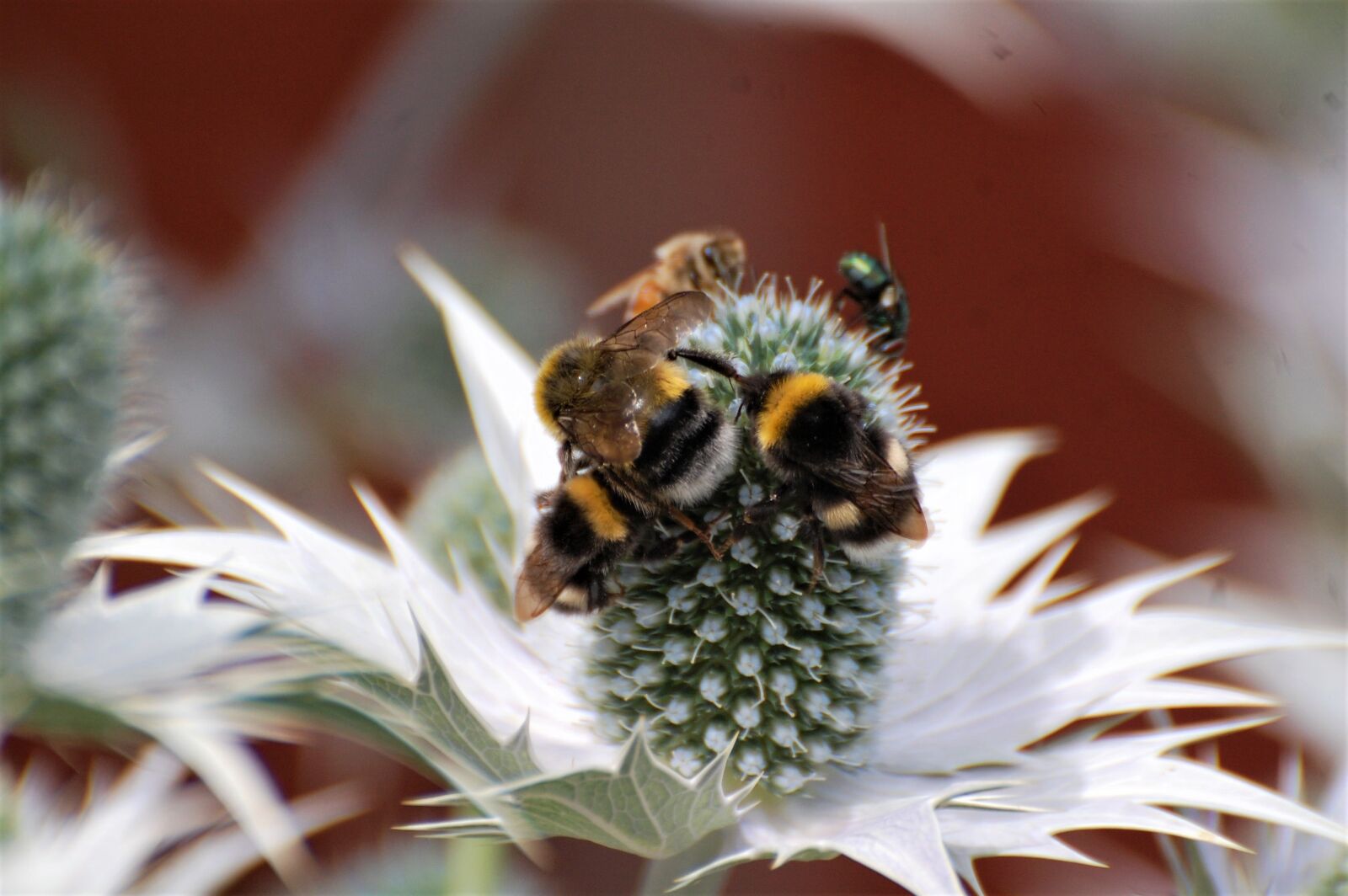 Nikon D40 sample photo. Insect, nature, bumble bees photography