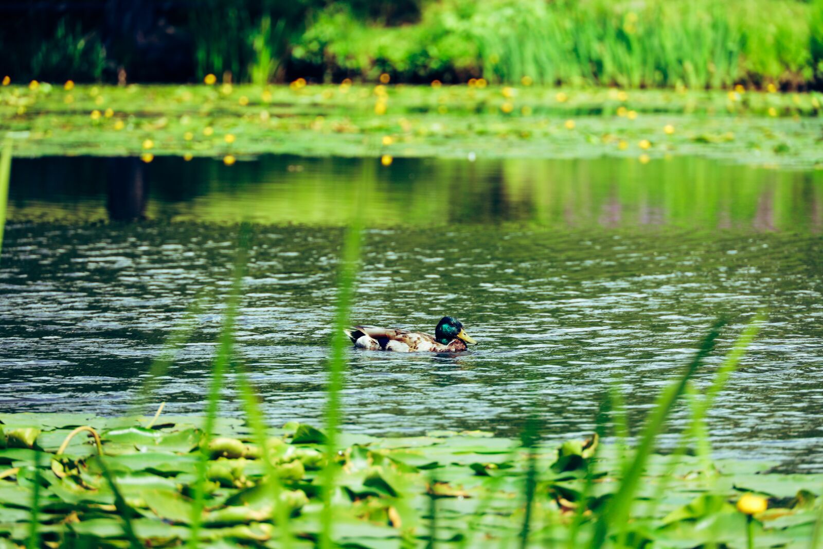 Canon EOS R sample photo. Duck, lake, water photography