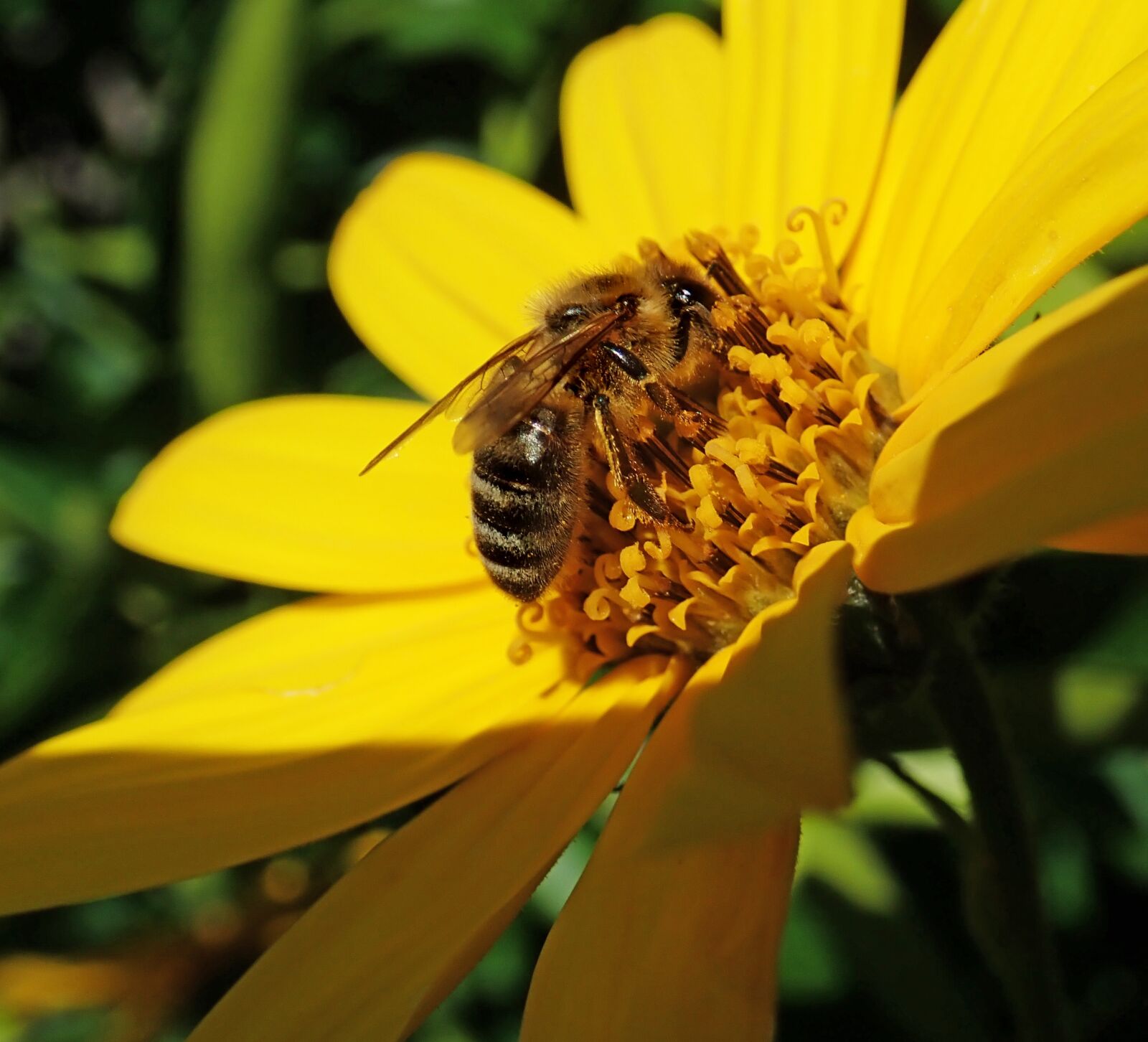 Olympus TG-5 sample photo. Bee, insect, pollen photography